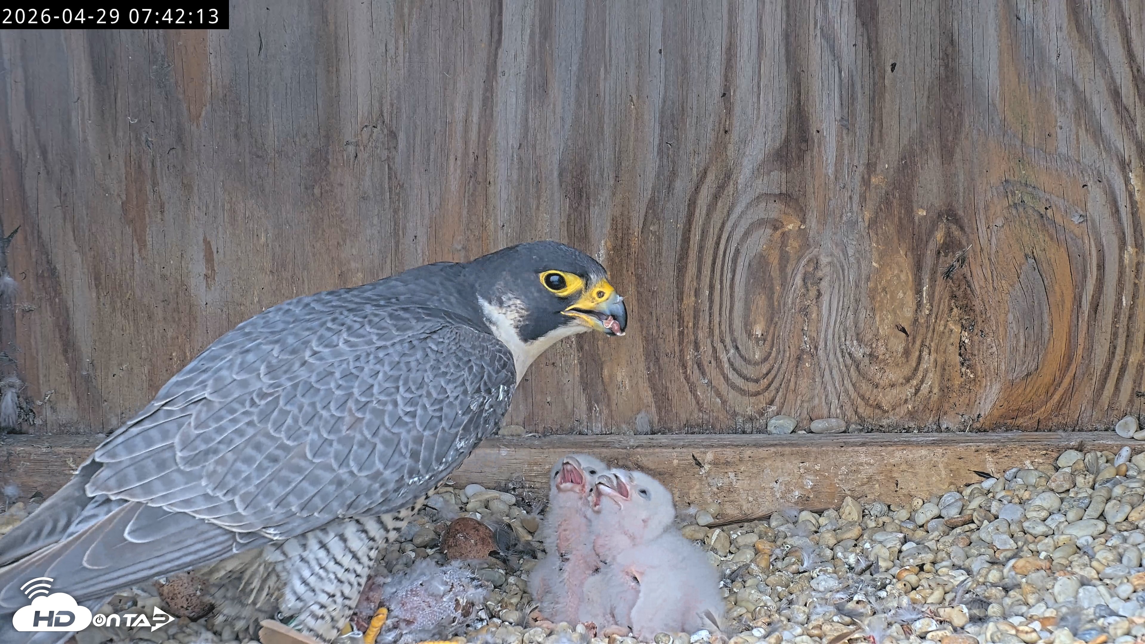 Snapshot of Richmond Virginia Peregrine Falcon Live Cam taken Apr 29, 2026, 7:54am EDT