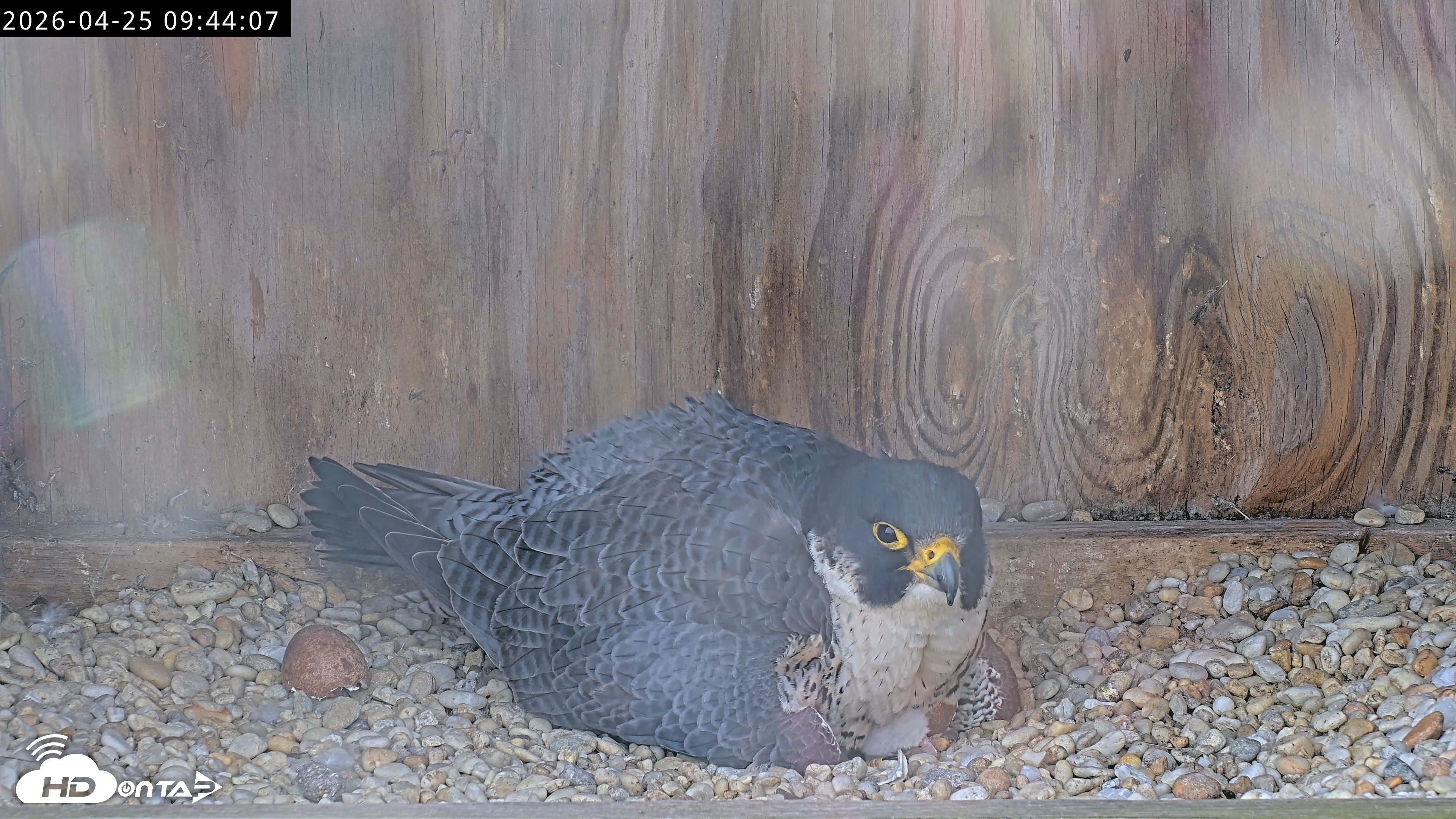 Snapshot of Richmond Virginia Peregrine Falcon Live Cam taken Apr 25, 2026, 9:55am EDT