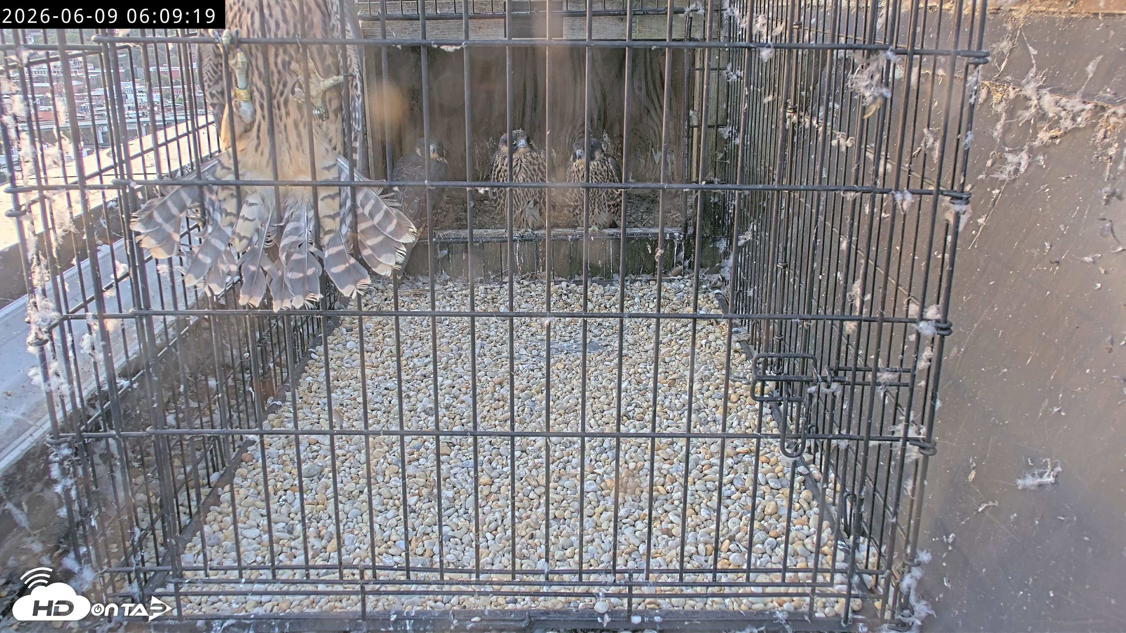Snapshot of Richmond Virginia Peregrine Falcon Live Cam taken Jun 9, 2026, 6:10am EDT