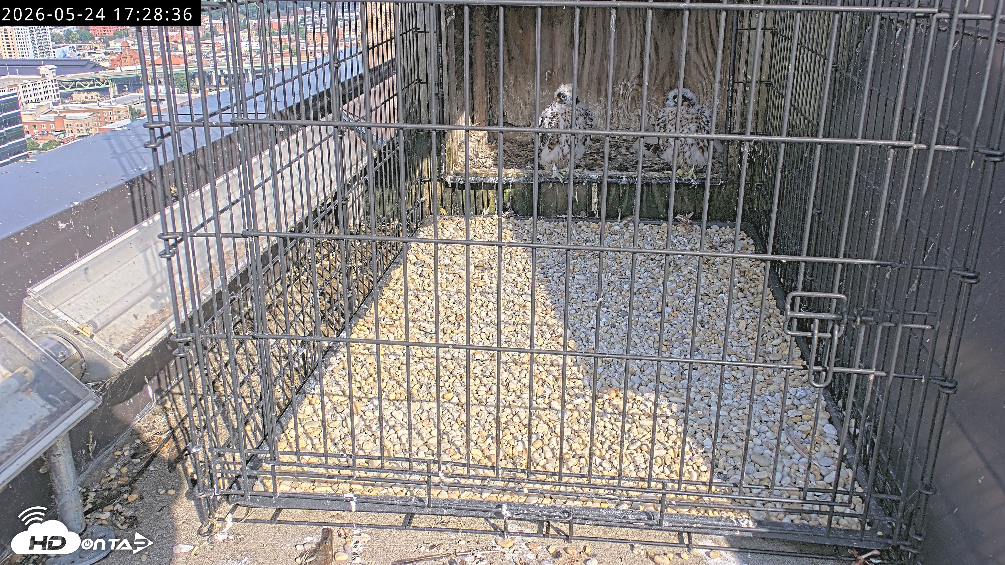 Snapshot of Richmond Virginia Peregrine Falcon Live Cam taken May 24, 2026, 5:30pm EDT