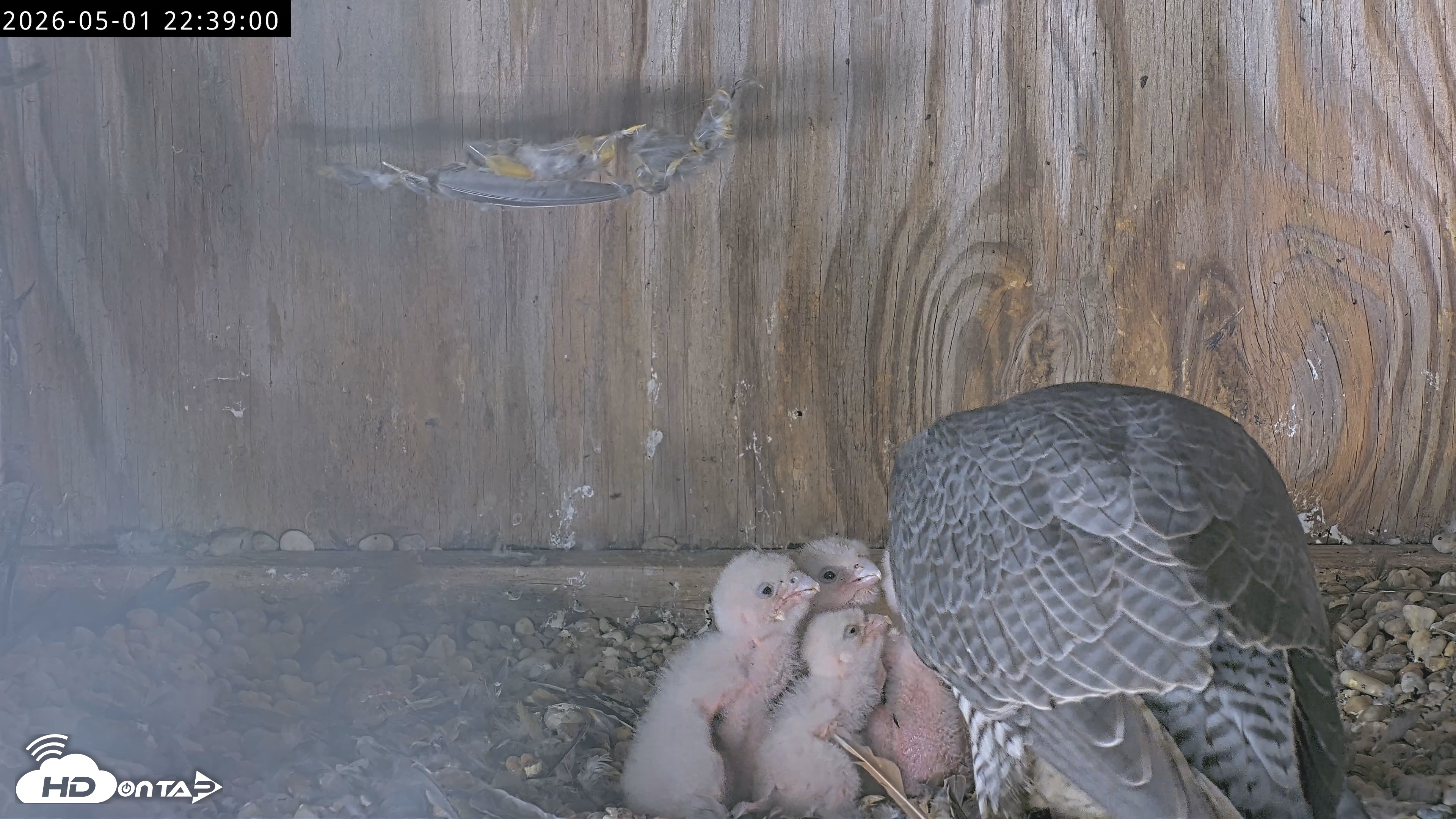 Snapshot of Richmond Virginia Peregrine Falcon Live Cam taken May 1, 2026, 10:40pm EDT