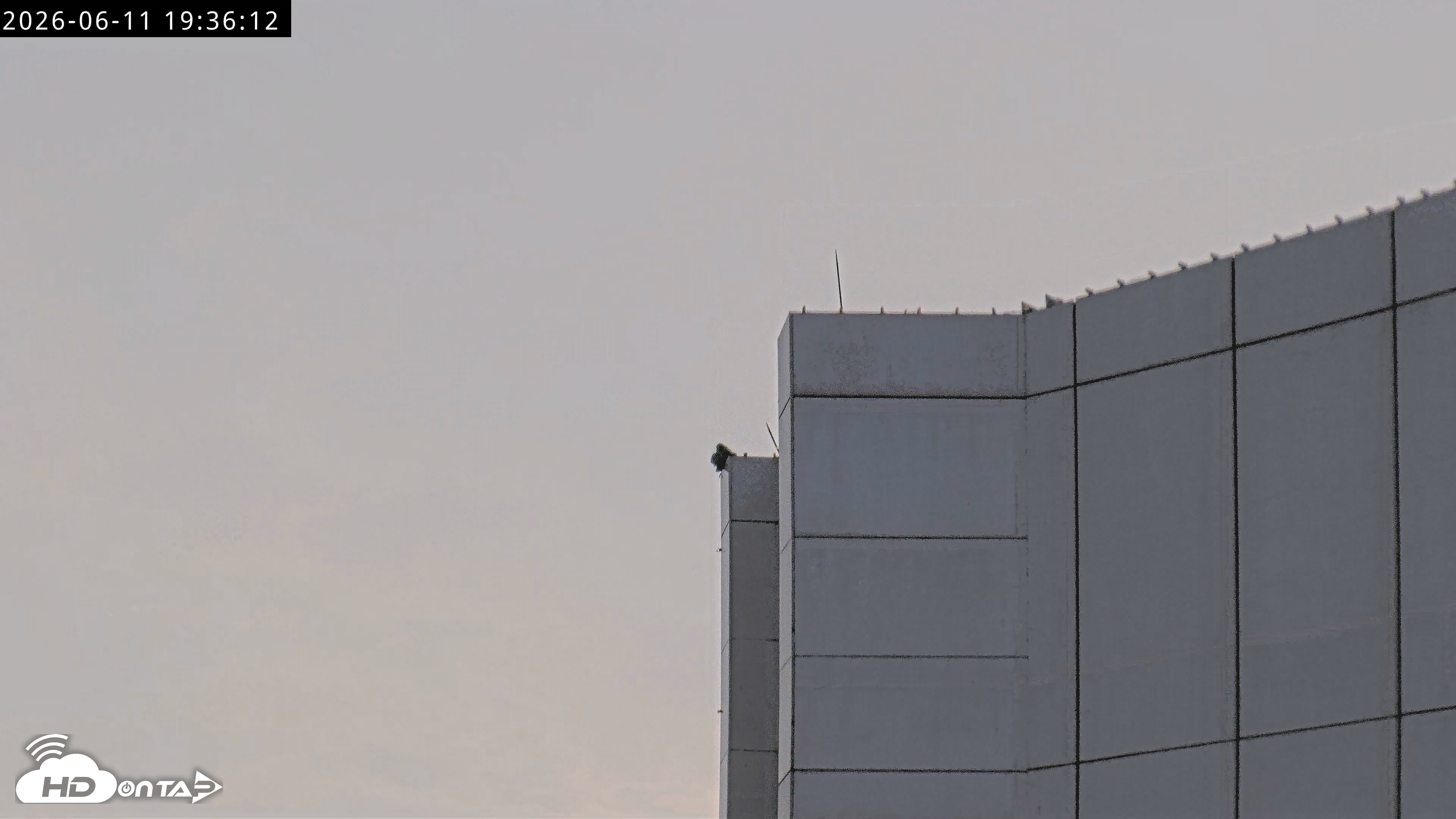 Snapshot of Richmond Virginia Peregrine Falcon Live Cam taken Jun 11, 2026, 7:38pm EDT