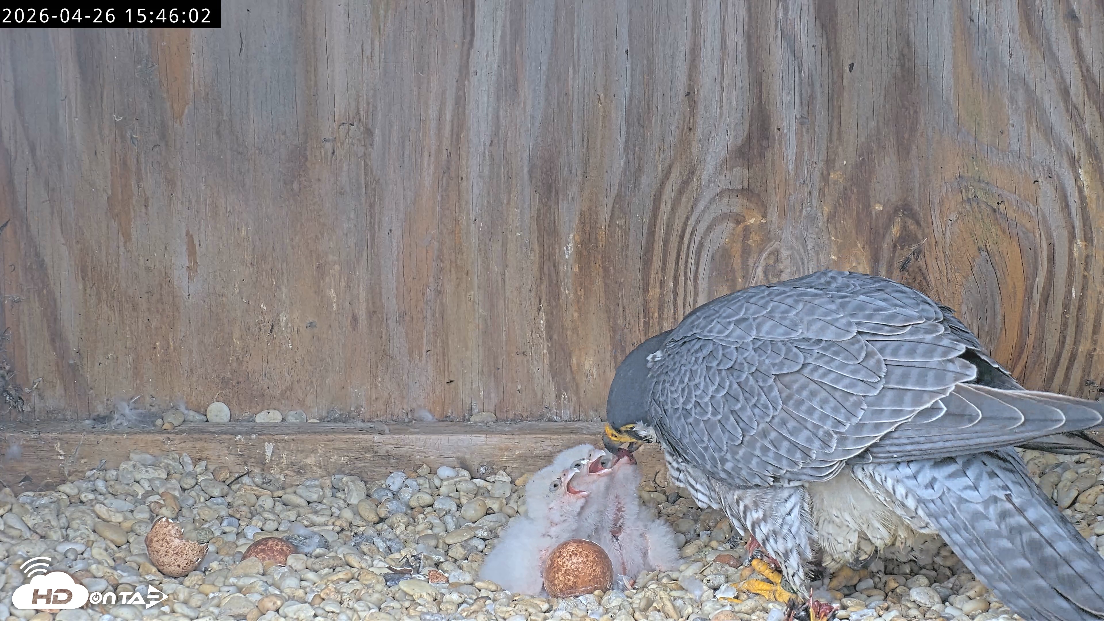Snapshot of Richmond Virginia Peregrine Falcon Live Cam taken Apr 26, 2026, 3:57pm EDT