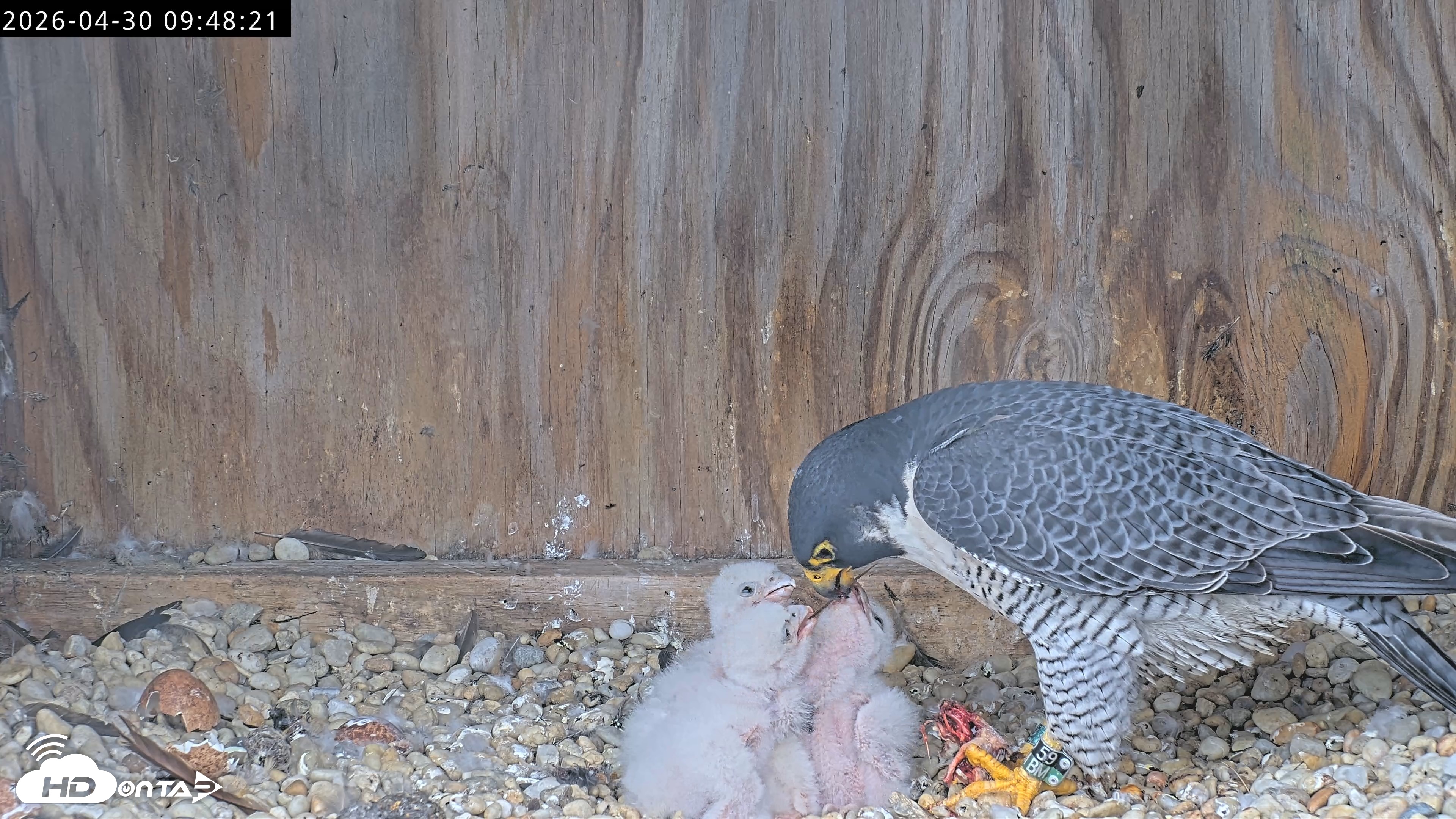 Snapshot of Richmond Virginia Peregrine Falcon Live Cam taken Apr 30, 2026, 9:59am EDT