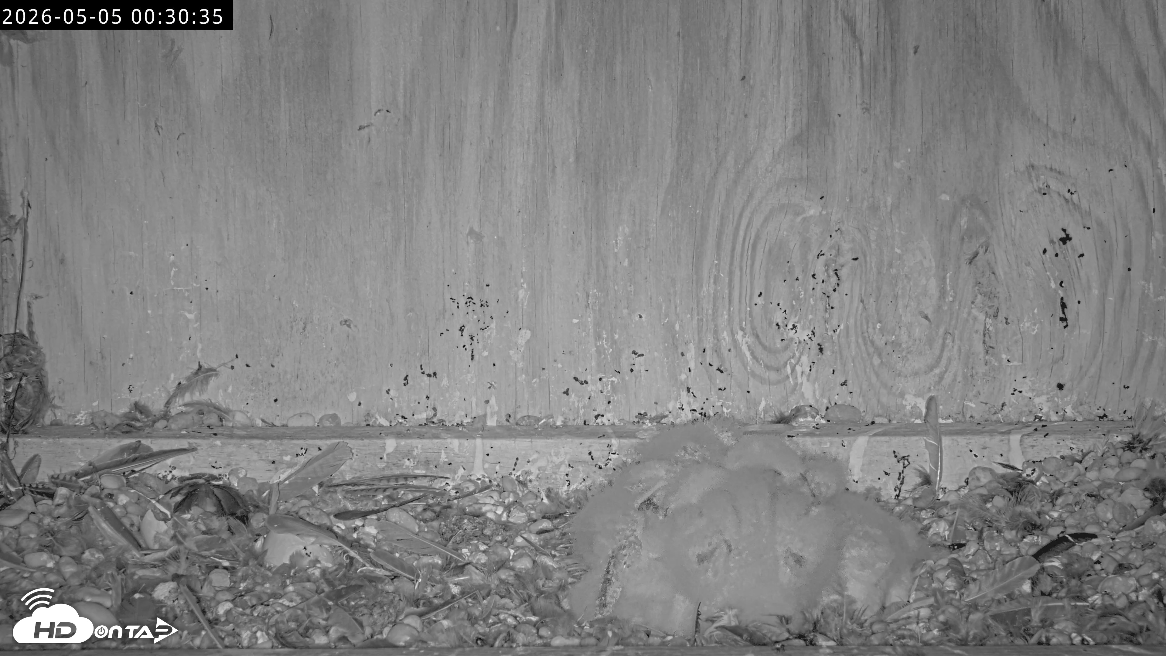 Snapshot of Richmond Virginia Peregrine Falcon Live Cam taken May 5, 2026, 12:31am EDT