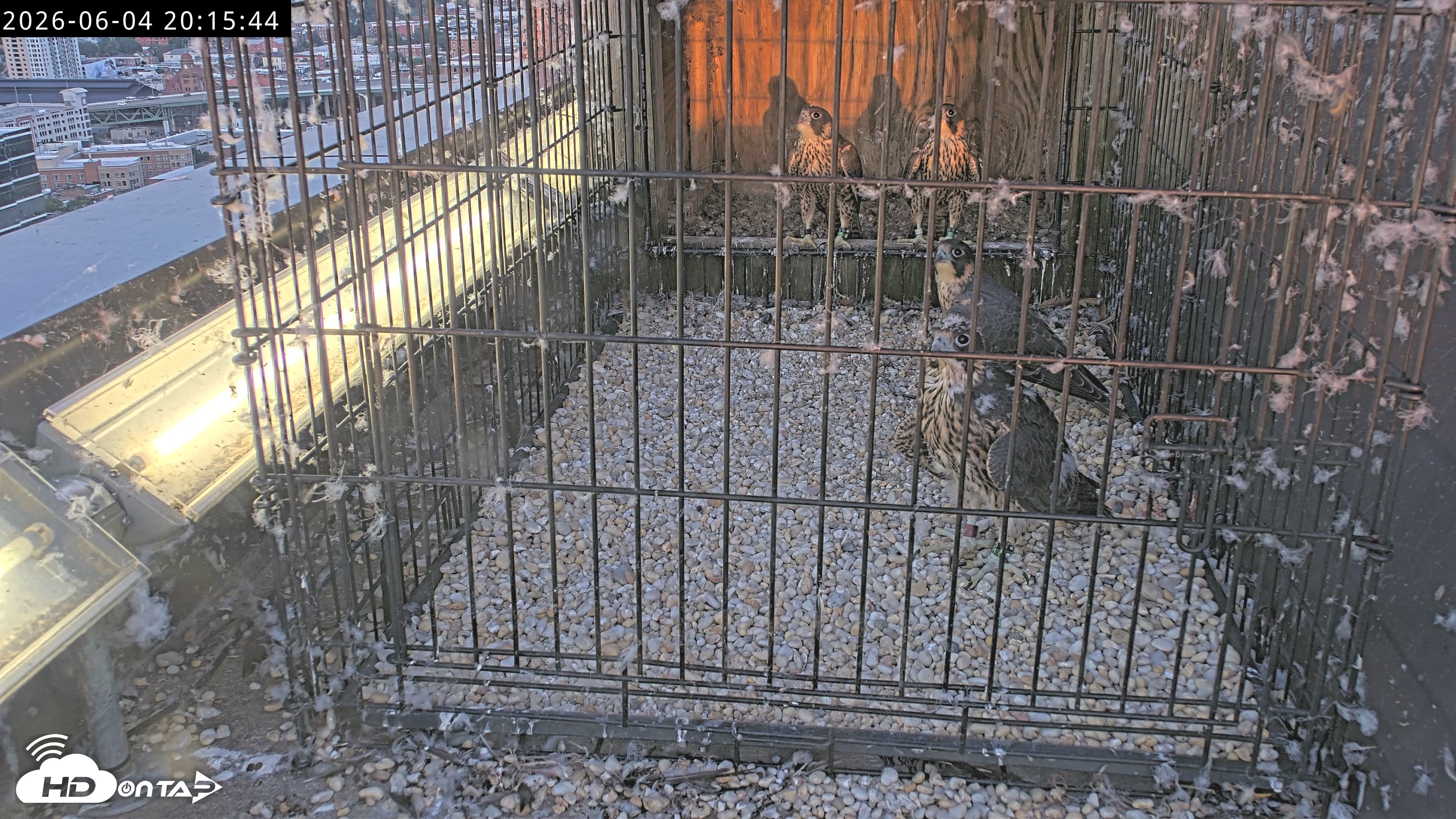 Snapshot of Richmond Virginia Peregrine Falcon Live Cam taken Jun 4, 2026, 8:17pm EDT