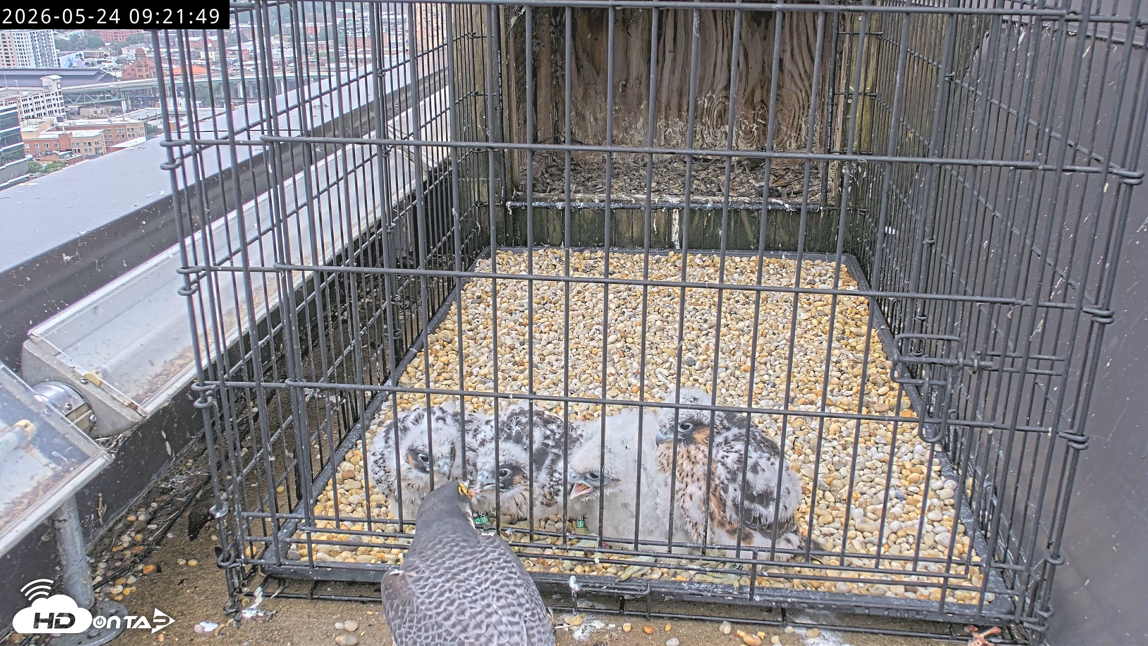 Snapshot of Richmond Virginia Peregrine Falcon Live Cam taken May 24, 2026, 9:23am EDT