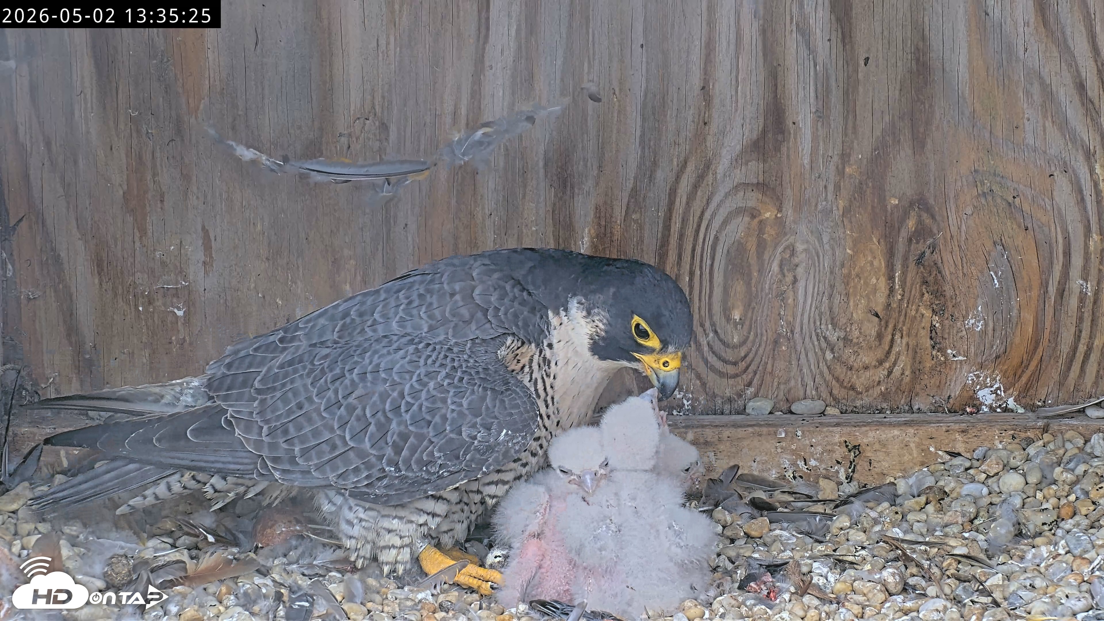Snapshot of Richmond Virginia Peregrine Falcon Live Cam taken May 2, 2026, 1:36pm EDT