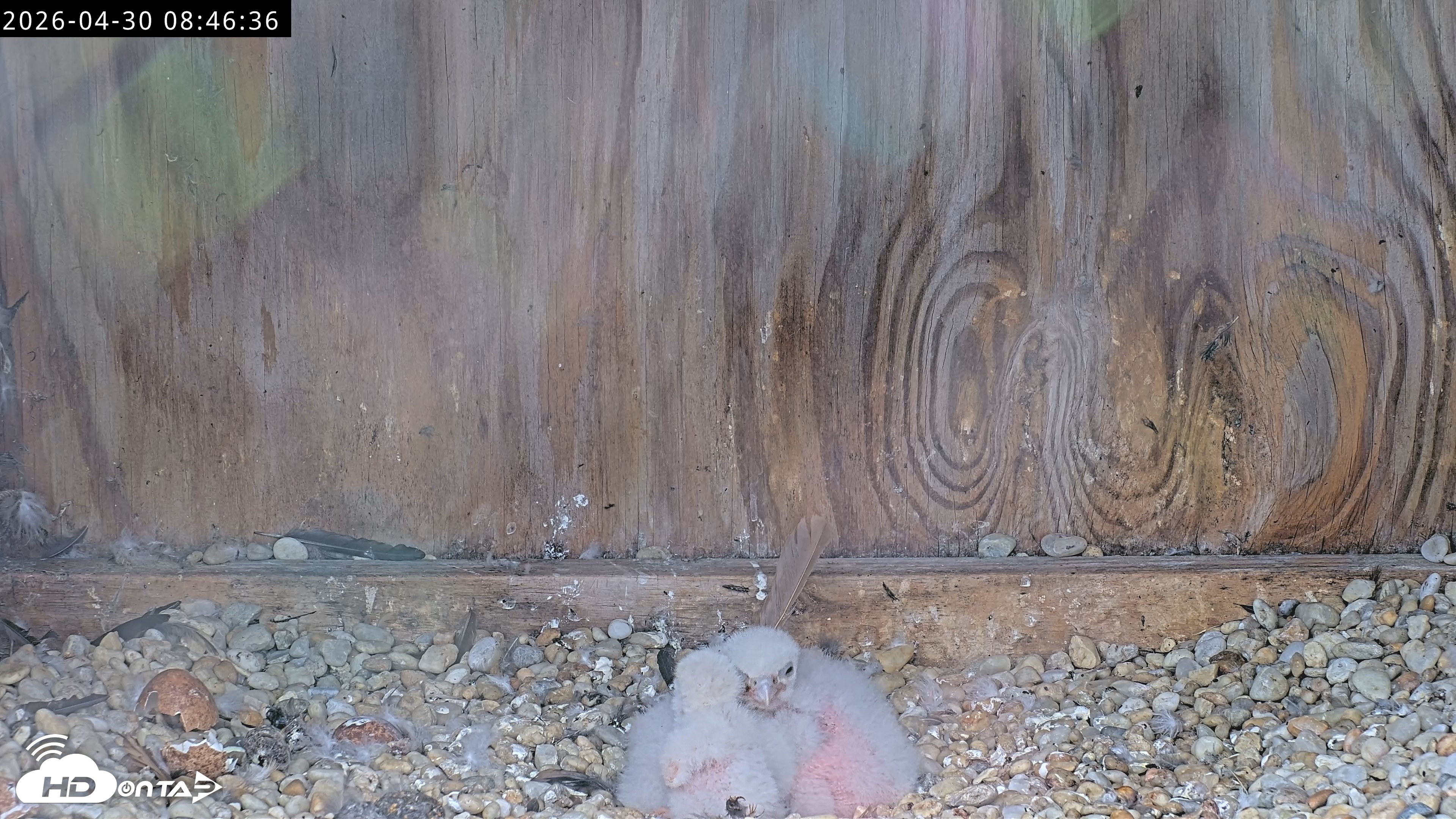 Snapshot of Richmond Virginia Peregrine Falcon Live Cam taken Apr 30, 2026, 8:58am EDT
