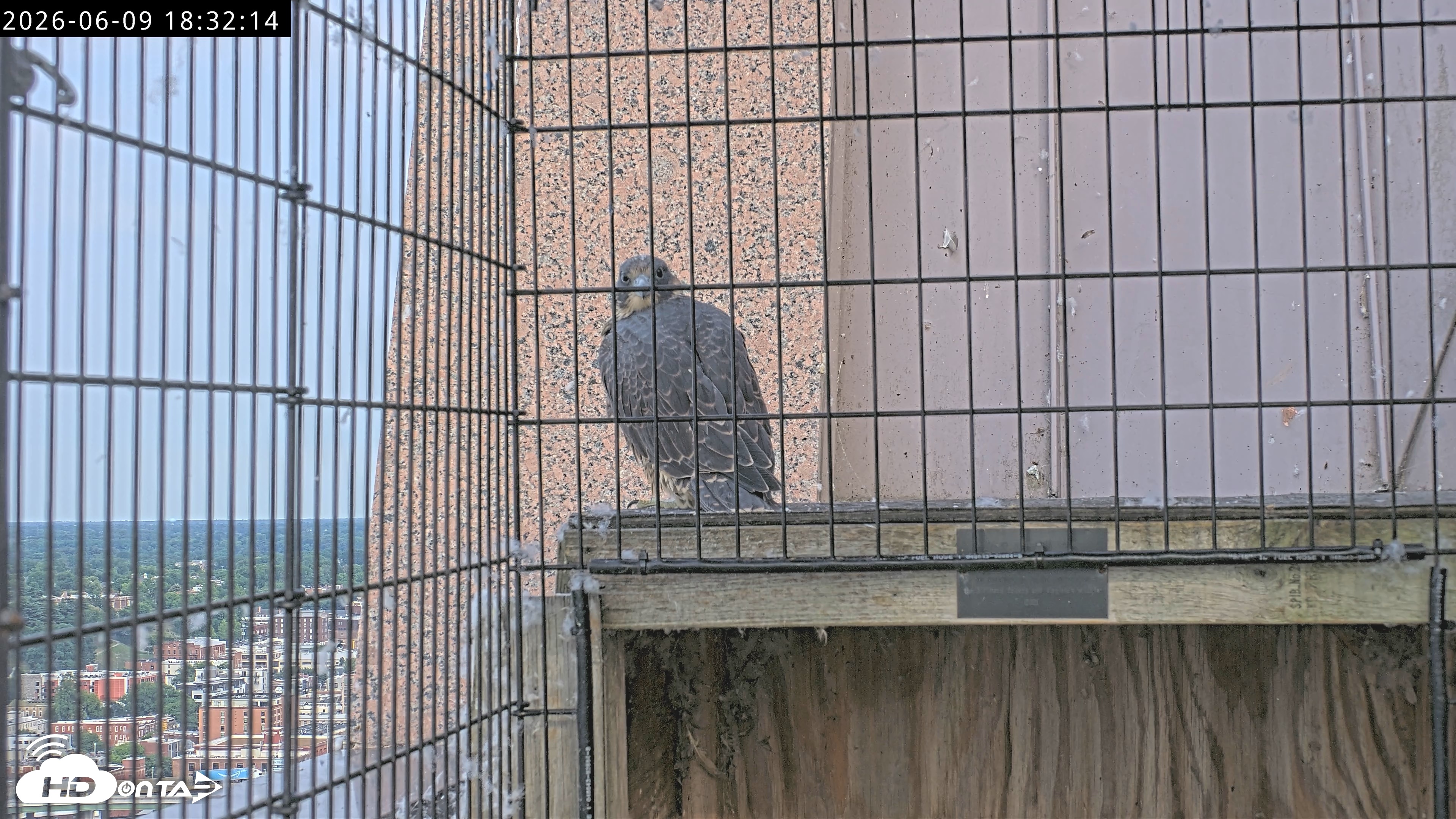Snapshot of Richmond Virginia Peregrine Falcon Live Cam taken Jun 9, 2026, 6:34pm EDT