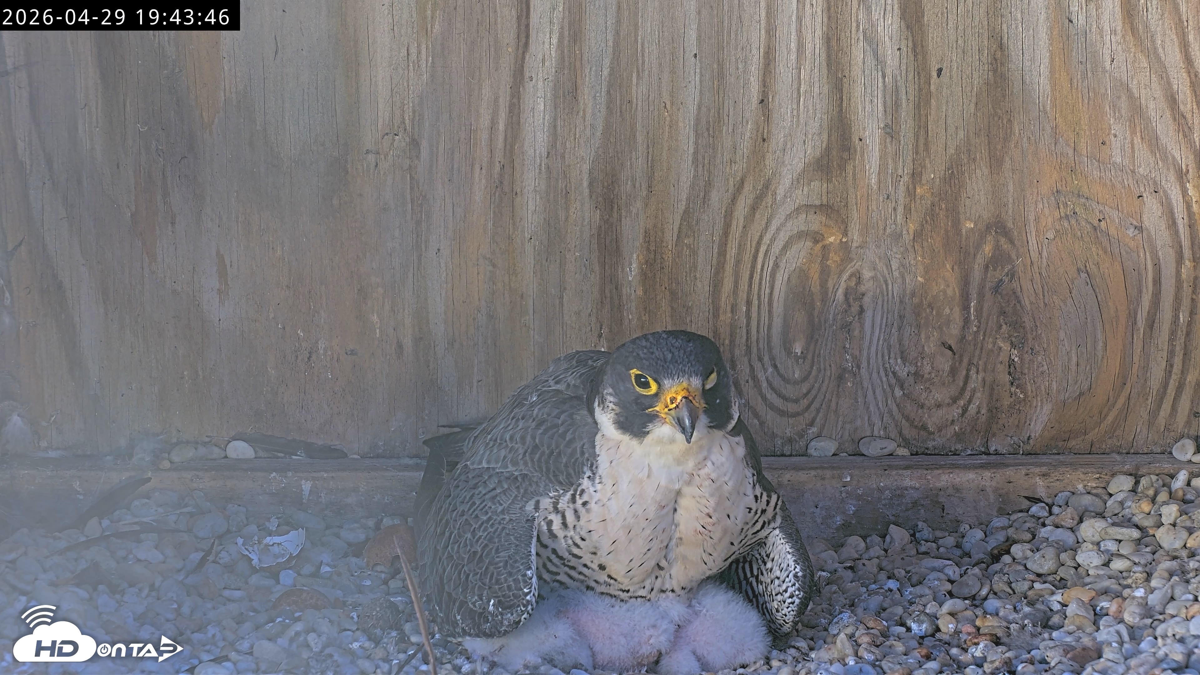 Snapshot of Richmond Virginia Peregrine Falcon Live Cam taken Apr 29, 2026, 7:55pm EDT