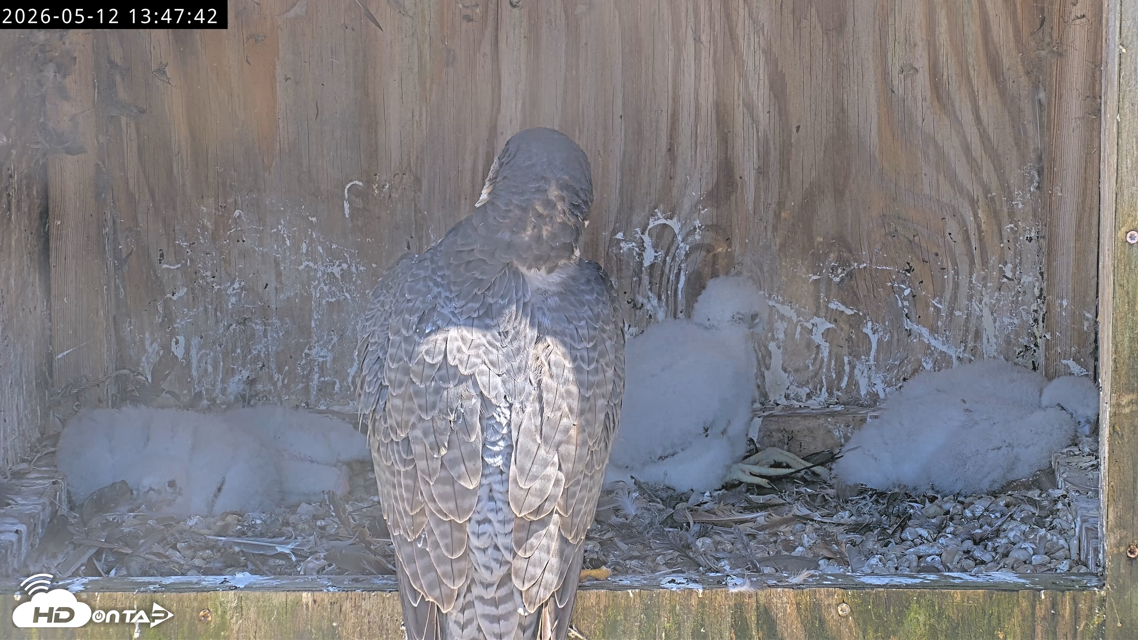 Snapshot of Richmond Virginia Peregrine Falcon Live Cam taken May 12, 2026, 1:48pm EDT