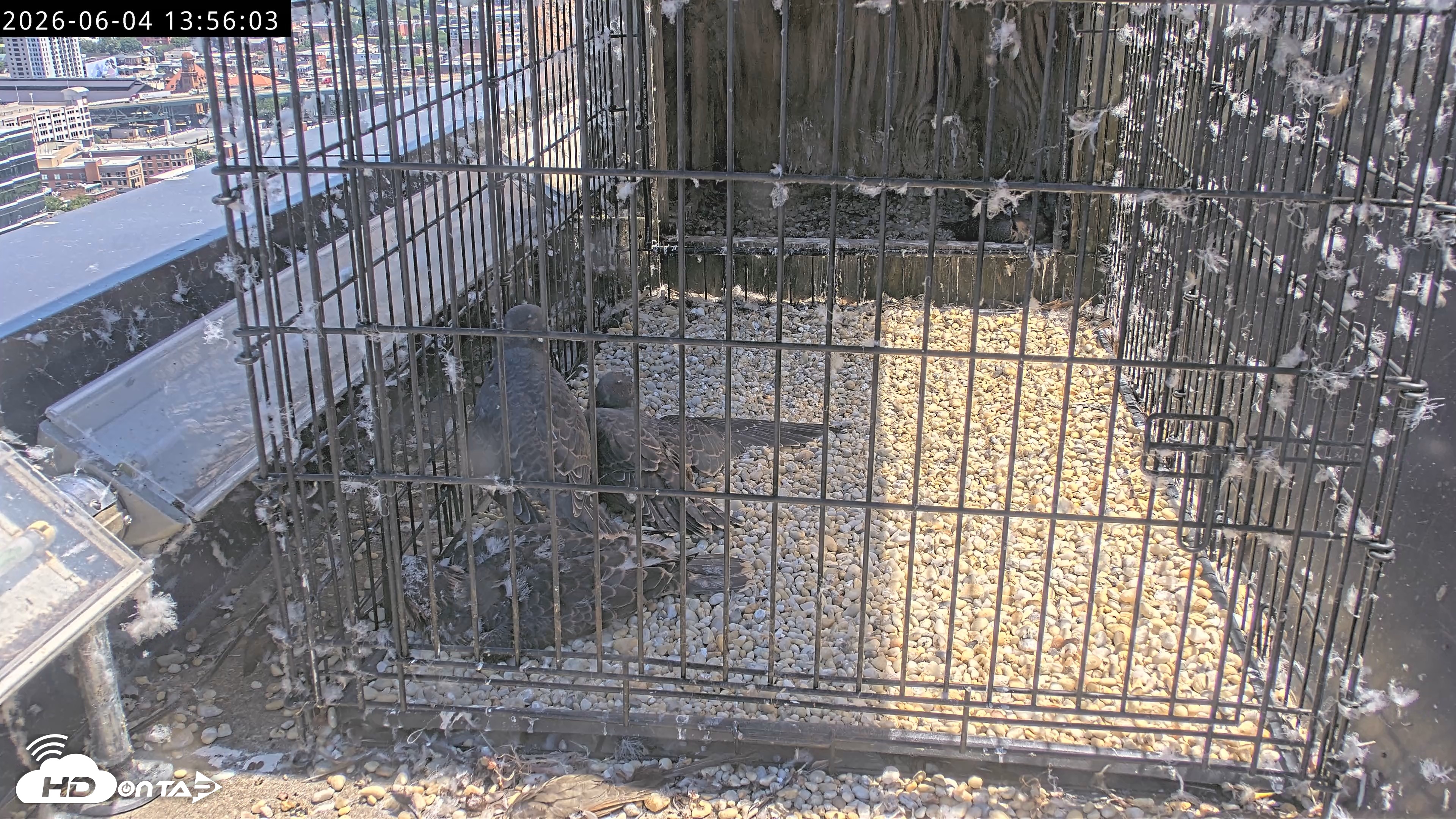Snapshot of Richmond Virginia Peregrine Falcon Live Cam taken Jun 4, 2026, 1:57pm EDT