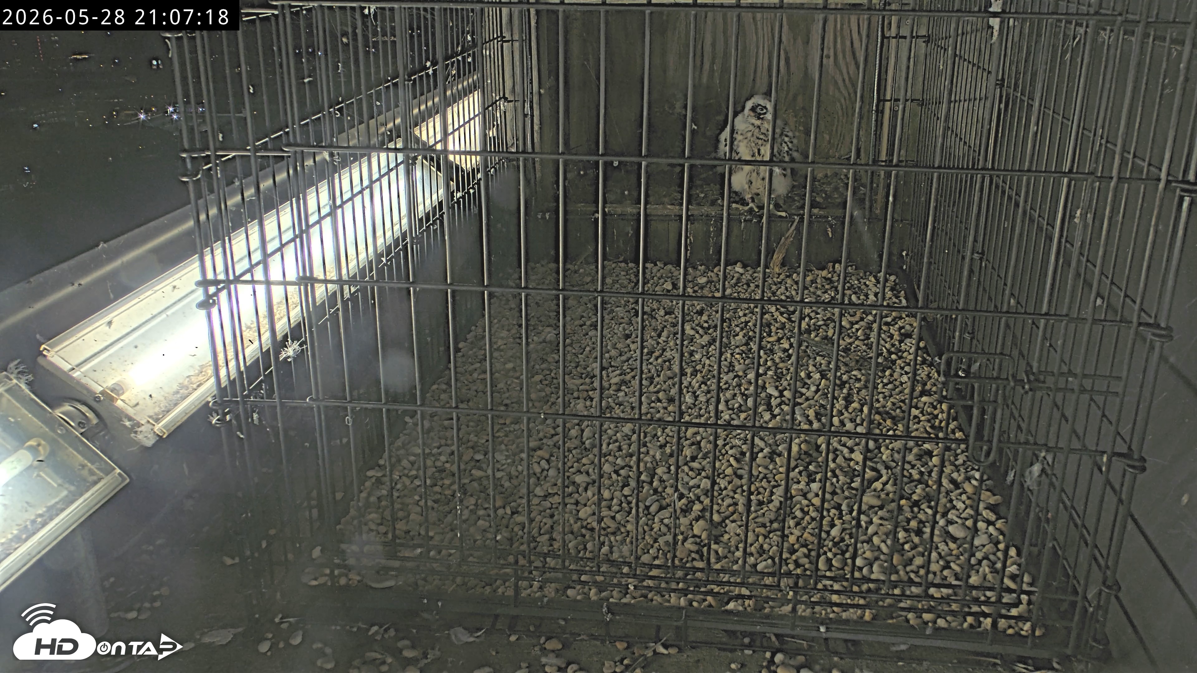 Snapshot of Richmond Virginia Peregrine Falcon Live Cam taken May 28, 2026, 9:08pm EDT