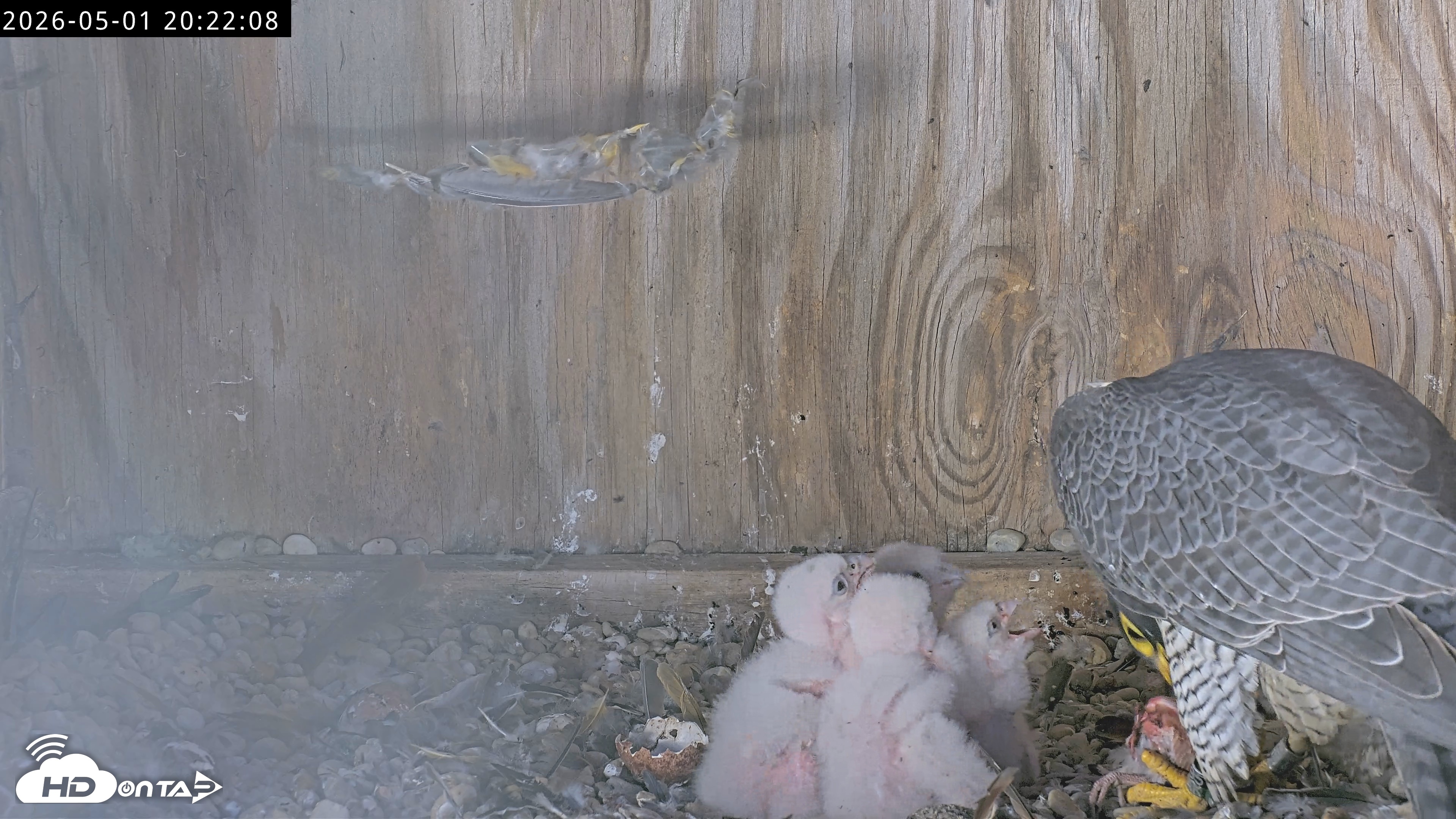 Snapshot of Richmond Virginia Peregrine Falcon Live Cam taken May 1, 2026, 8:23pm EDT