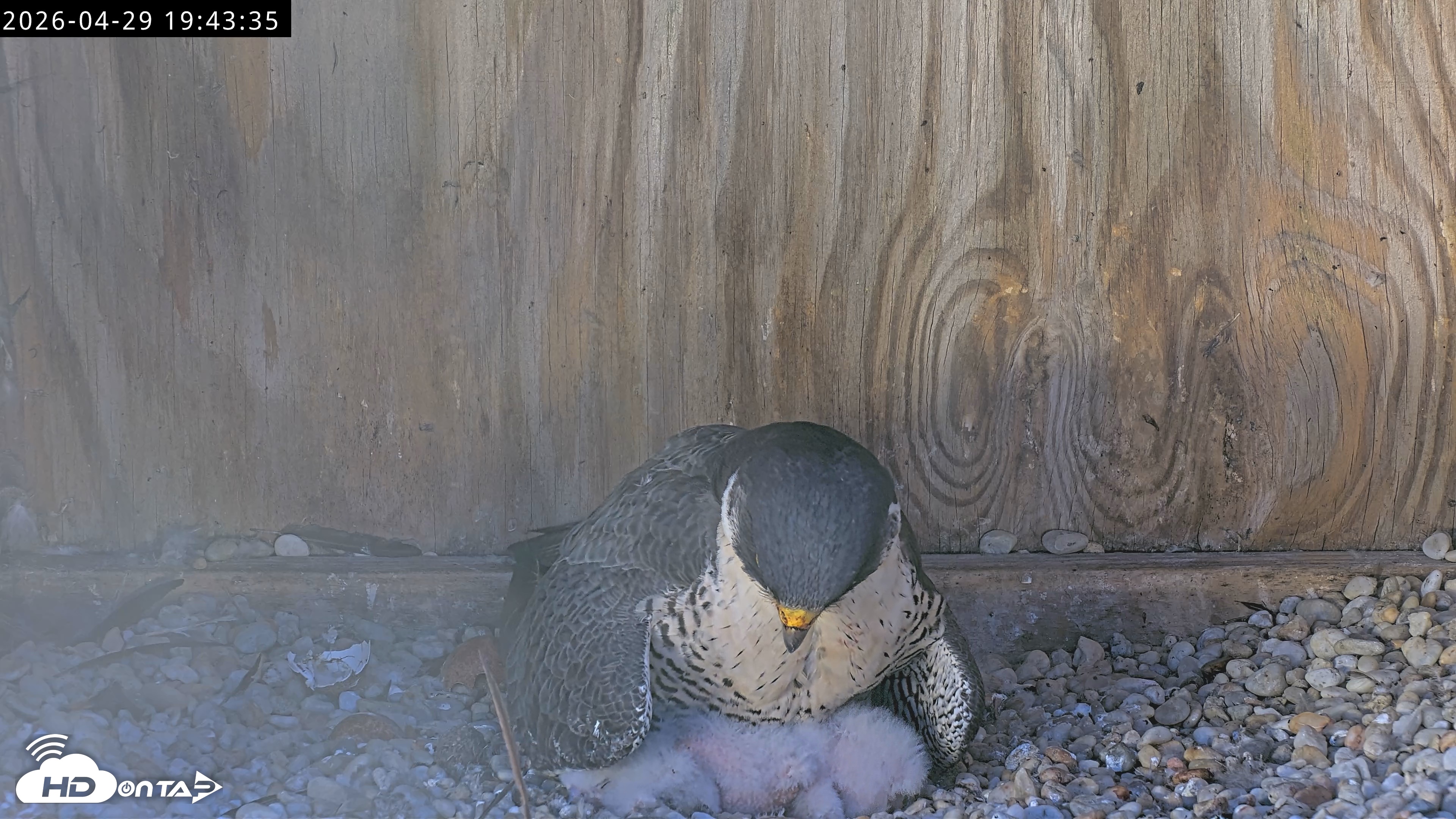 Snapshot of Richmond Virginia Peregrine Falcon Live Cam taken Apr 29, 2026, 7:55pm EDT