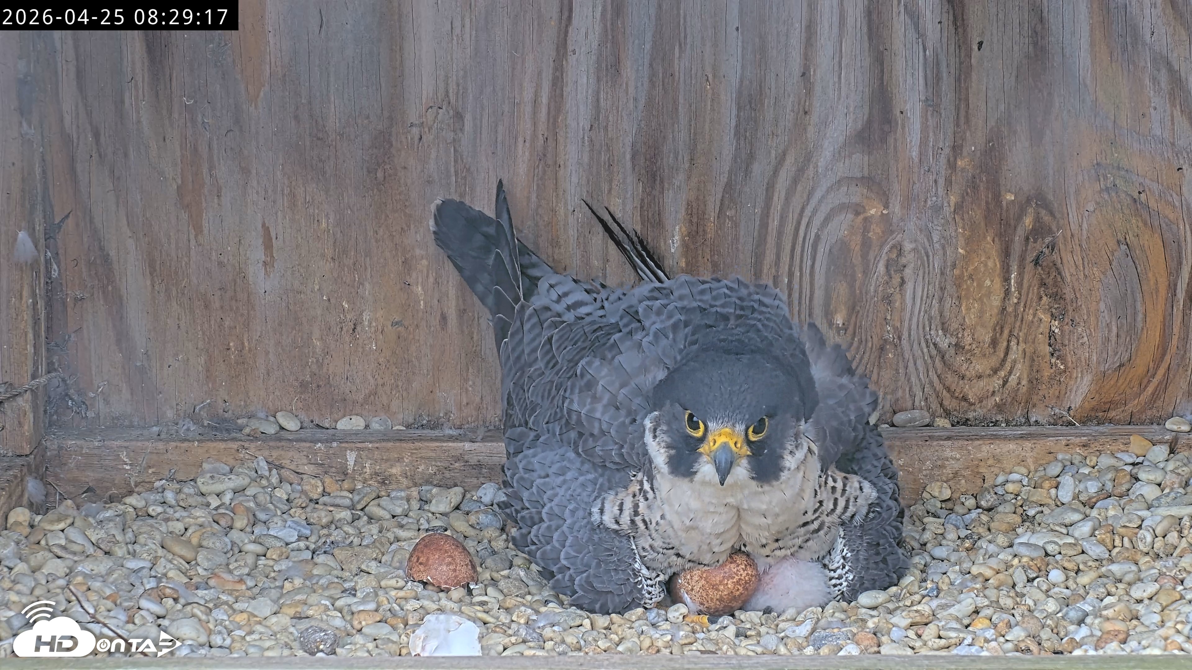 Snapshot of Richmond Virginia Peregrine Falcon Live Cam taken Apr 25, 2026, 8:41am EDT