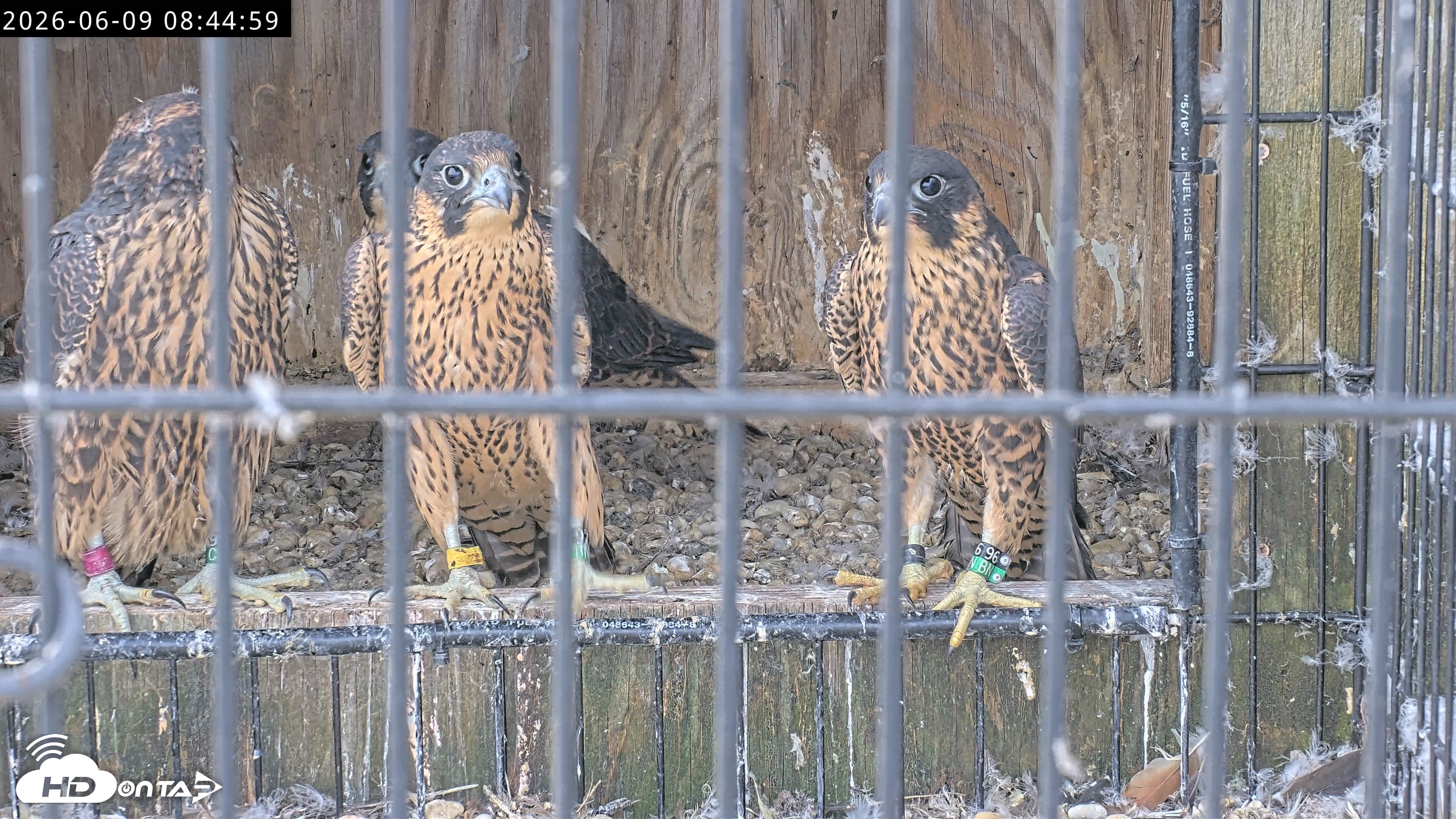 Snapshot of Richmond Virginia Peregrine Falcon Live Cam taken Jun 9, 2026, 8:47am EDT