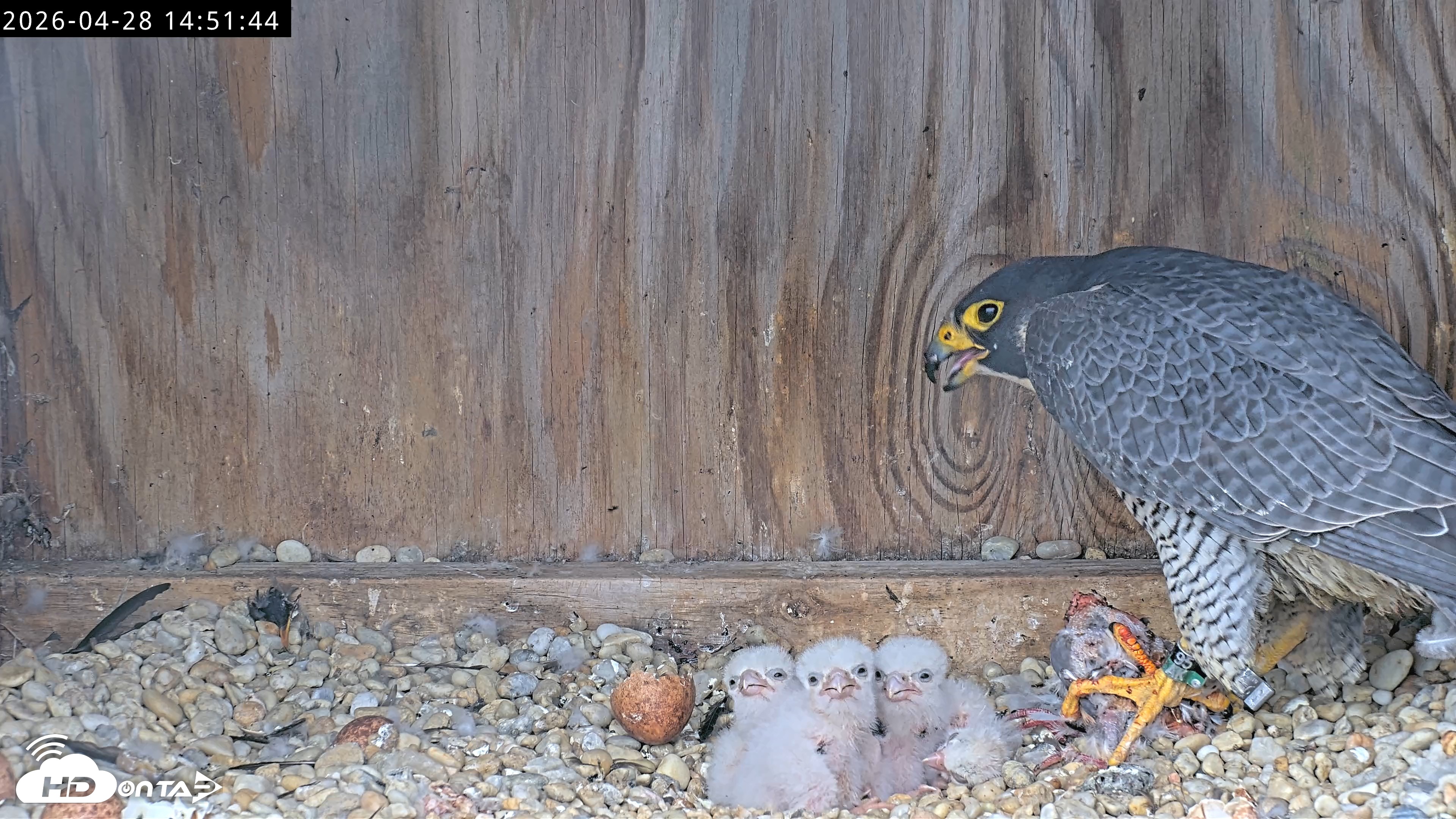 Snapshot of Richmond Virginia Peregrine Falcon Live Cam taken Apr 28, 2026, 3:03pm EDT