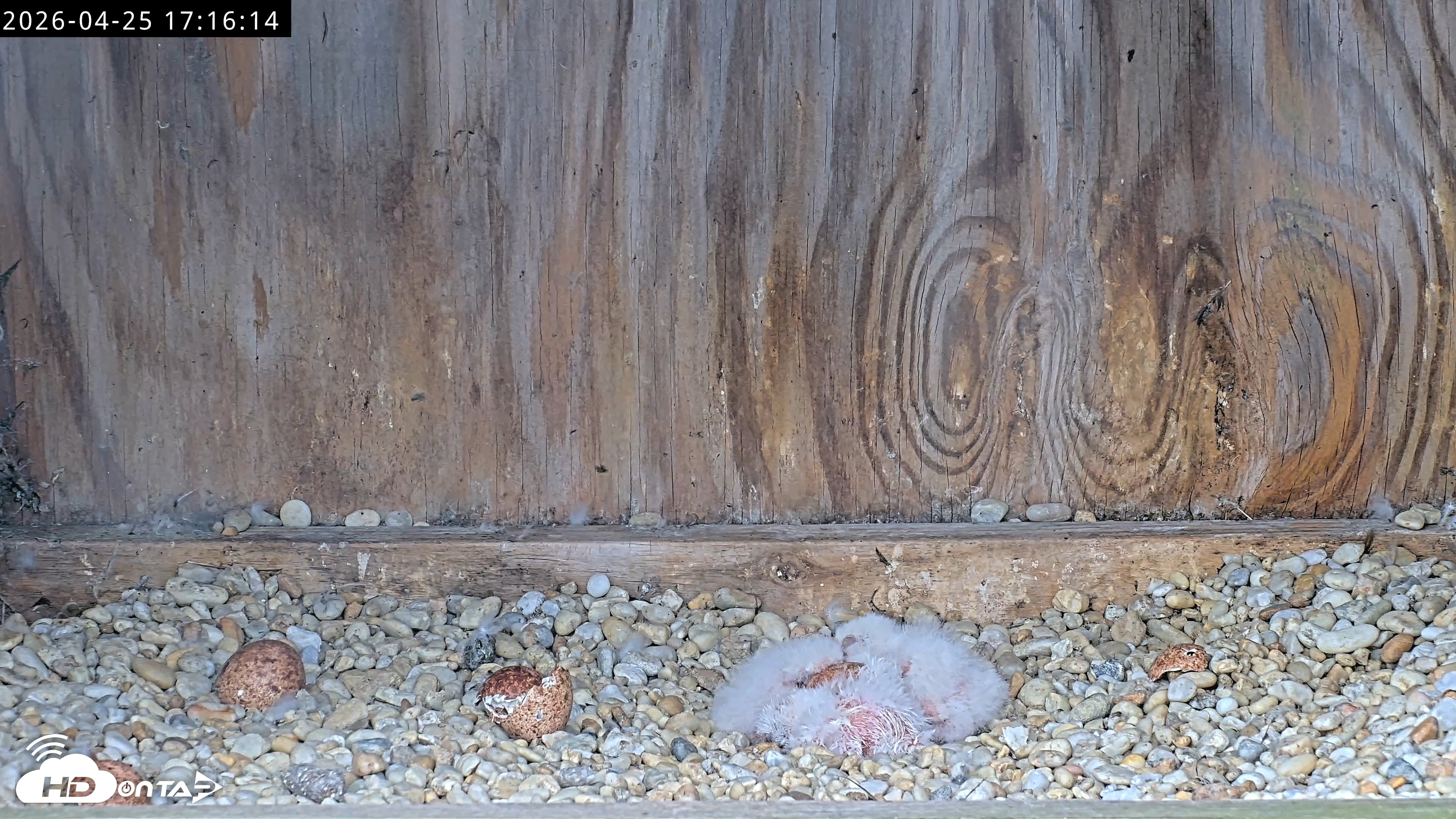 Snapshot of Richmond Virginia Peregrine Falcon Live Cam taken Apr 25, 2026, 5:27pm EDT