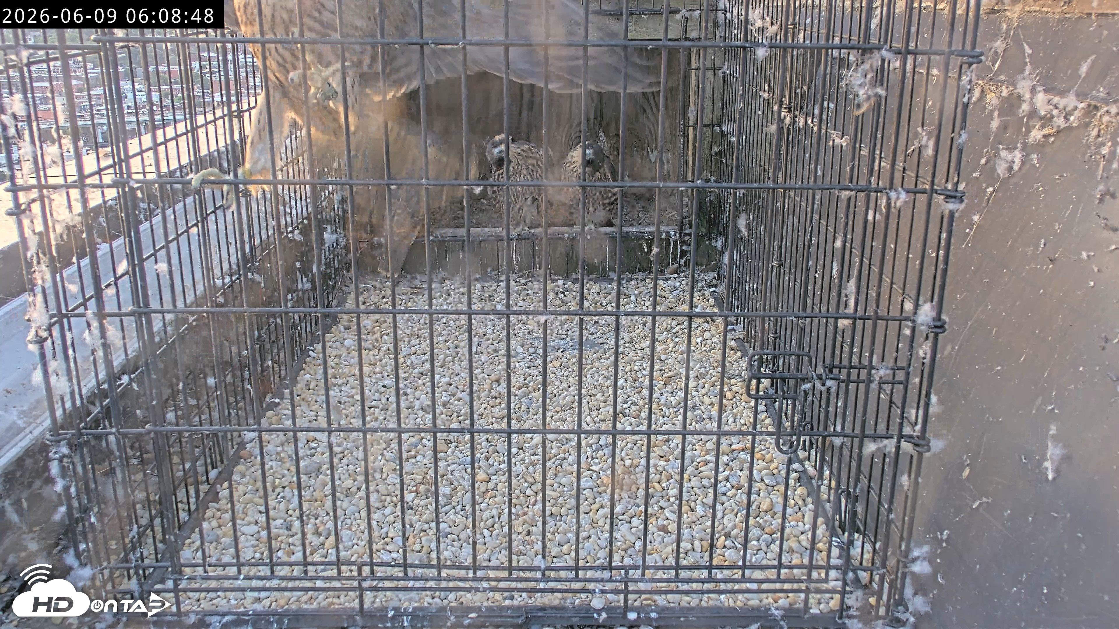 Snapshot of Richmond Virginia Peregrine Falcon Live Cam taken Jun 9, 2026, 6:10am EDT