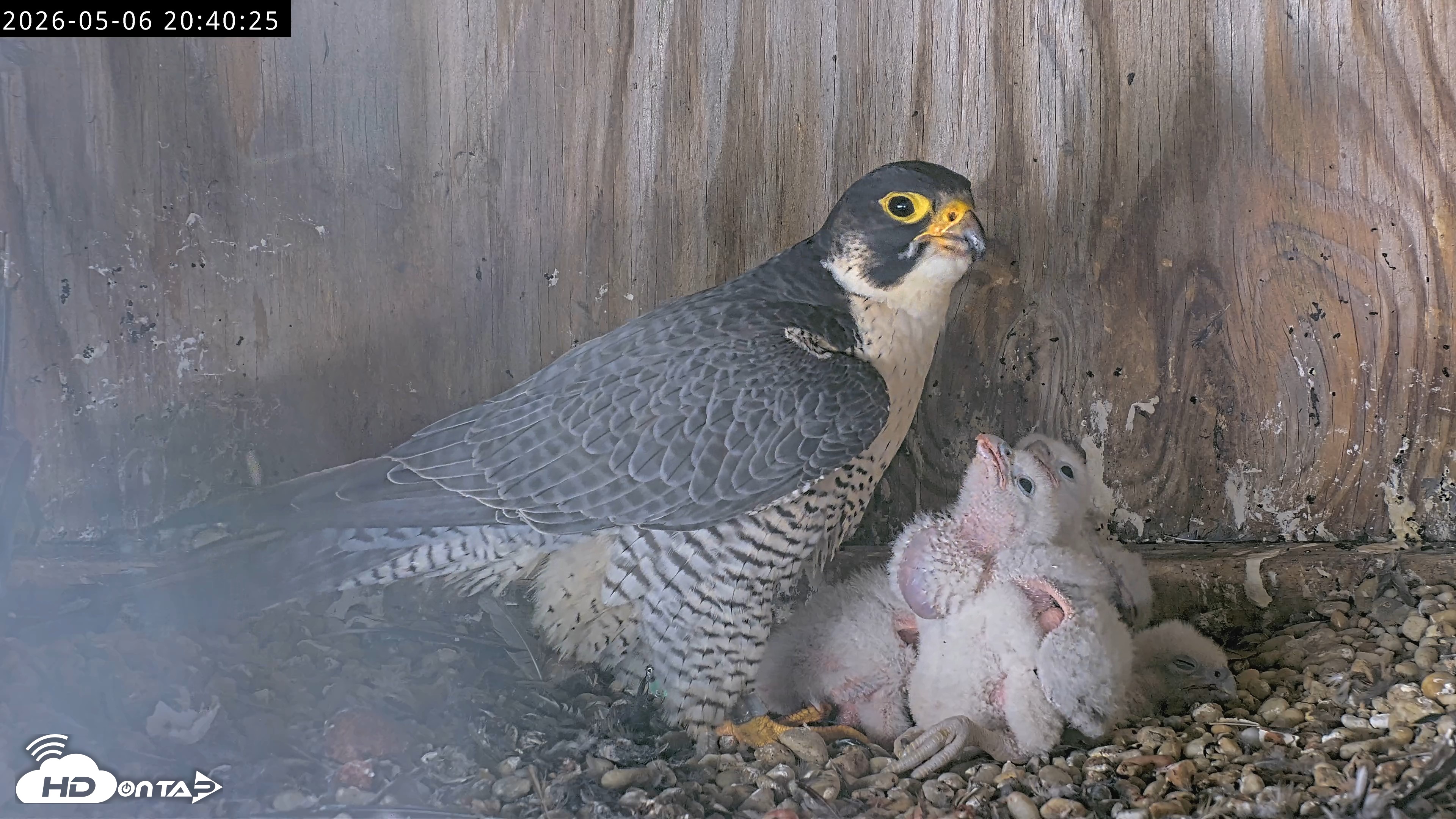 Snapshot of Richmond Virginia Peregrine Falcon Live Cam taken May 6, 2026, 8:41pm EDT