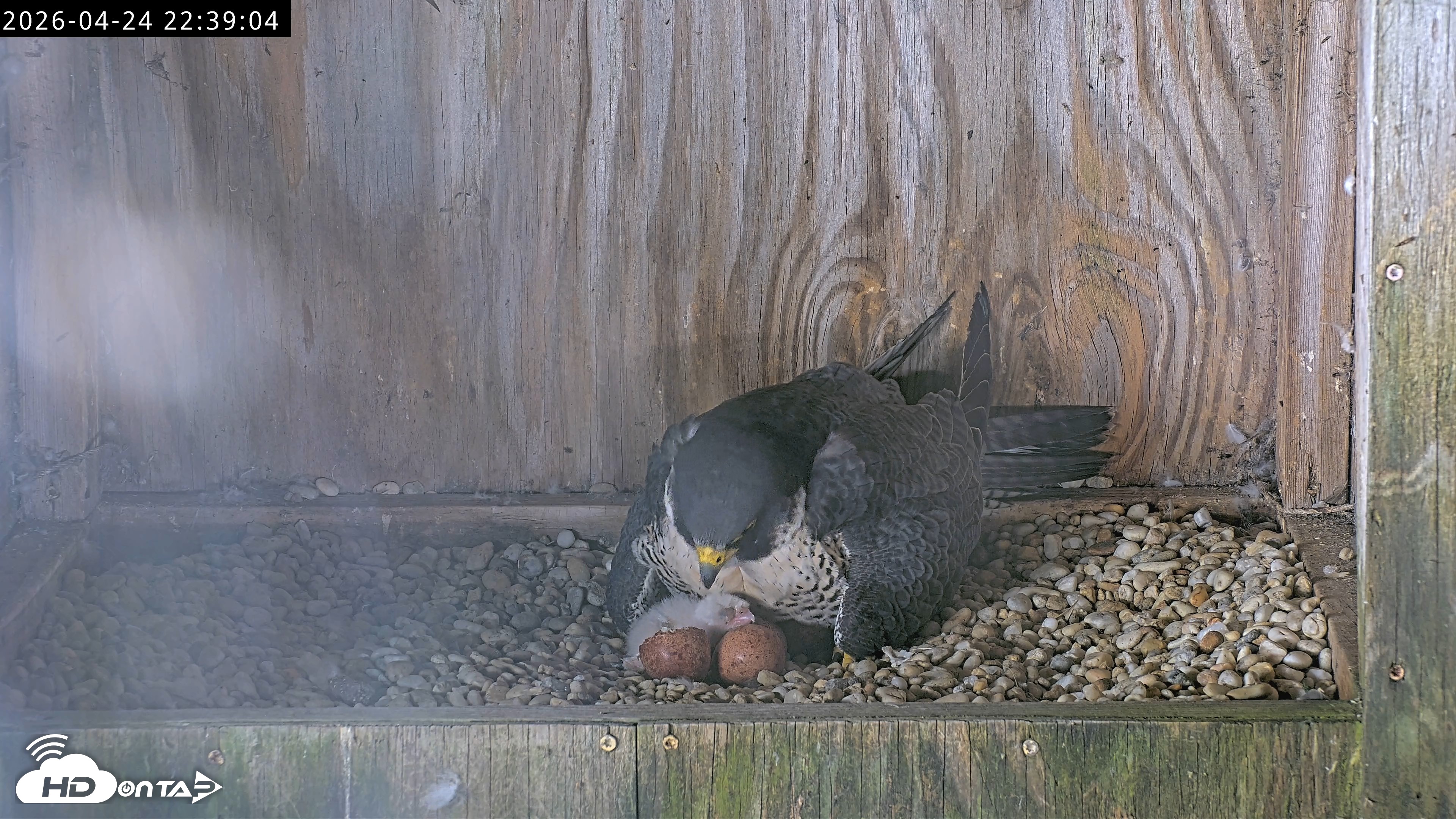 Snapshot of Richmond Virginia Peregrine Falcon Live Cam taken Apr 24, 2026, 10:50pm EDT