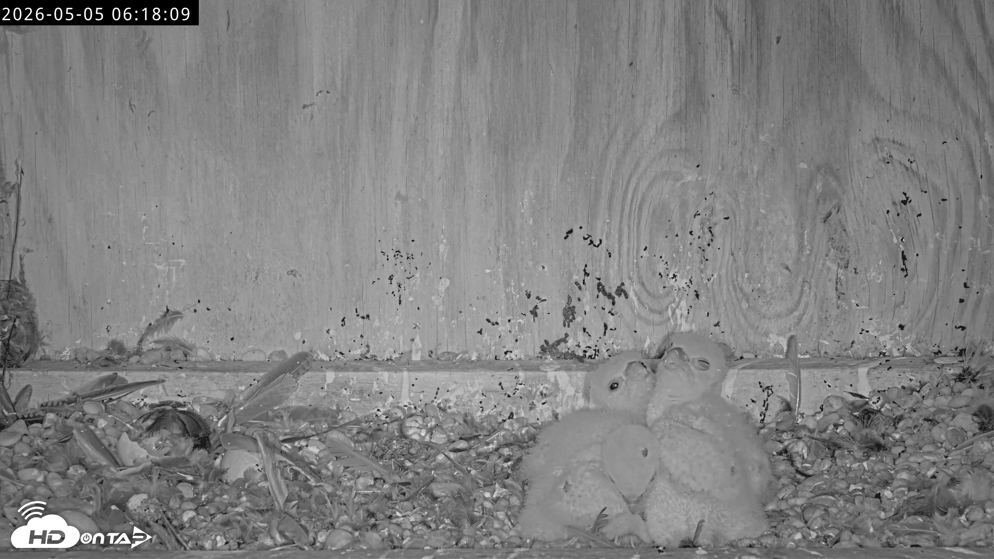 Snapshot of Richmond Virginia Peregrine Falcon Live Cam taken May 5, 2026, 6:19am EDT