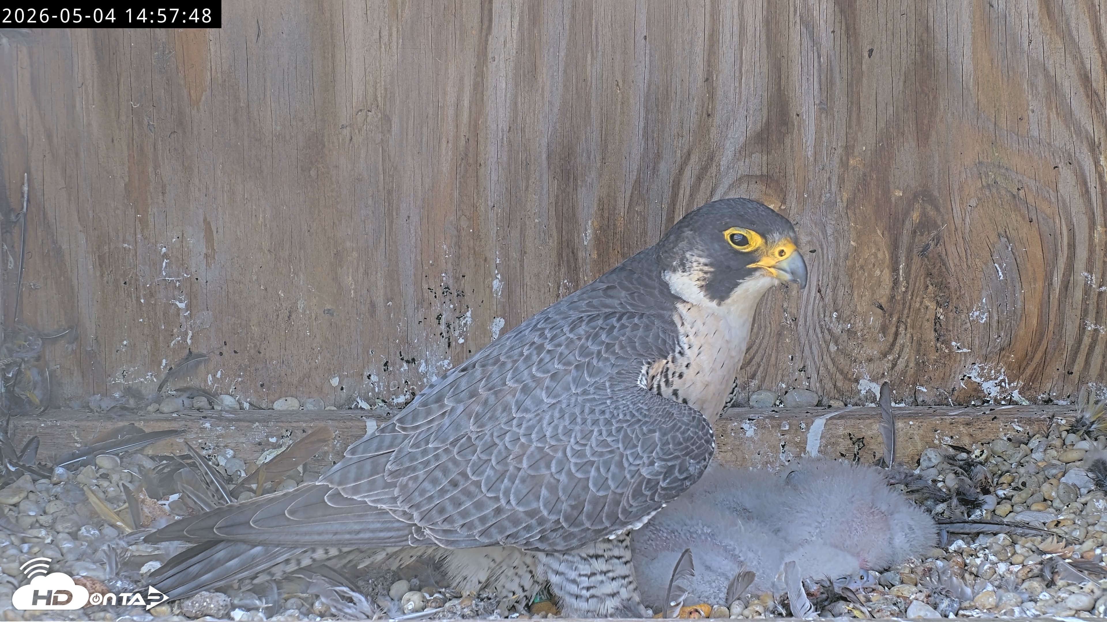 Snapshot of Richmond Virginia Peregrine Falcon Live Cam taken May 4, 2026, 2:58pm EDT