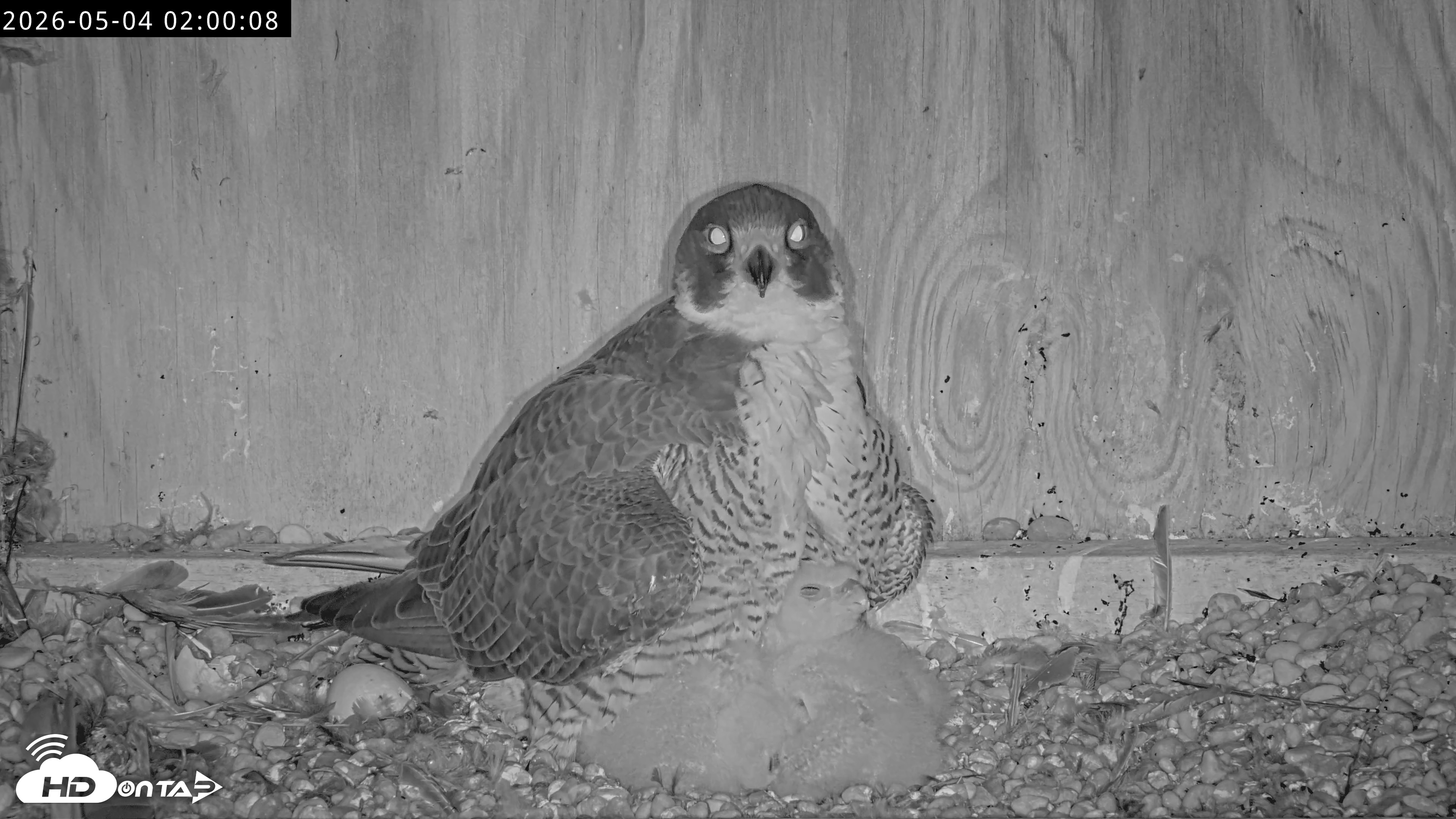 Snapshot of Richmond Virginia Peregrine Falcon Live Cam taken May 4, 2026, 2:00am EDT