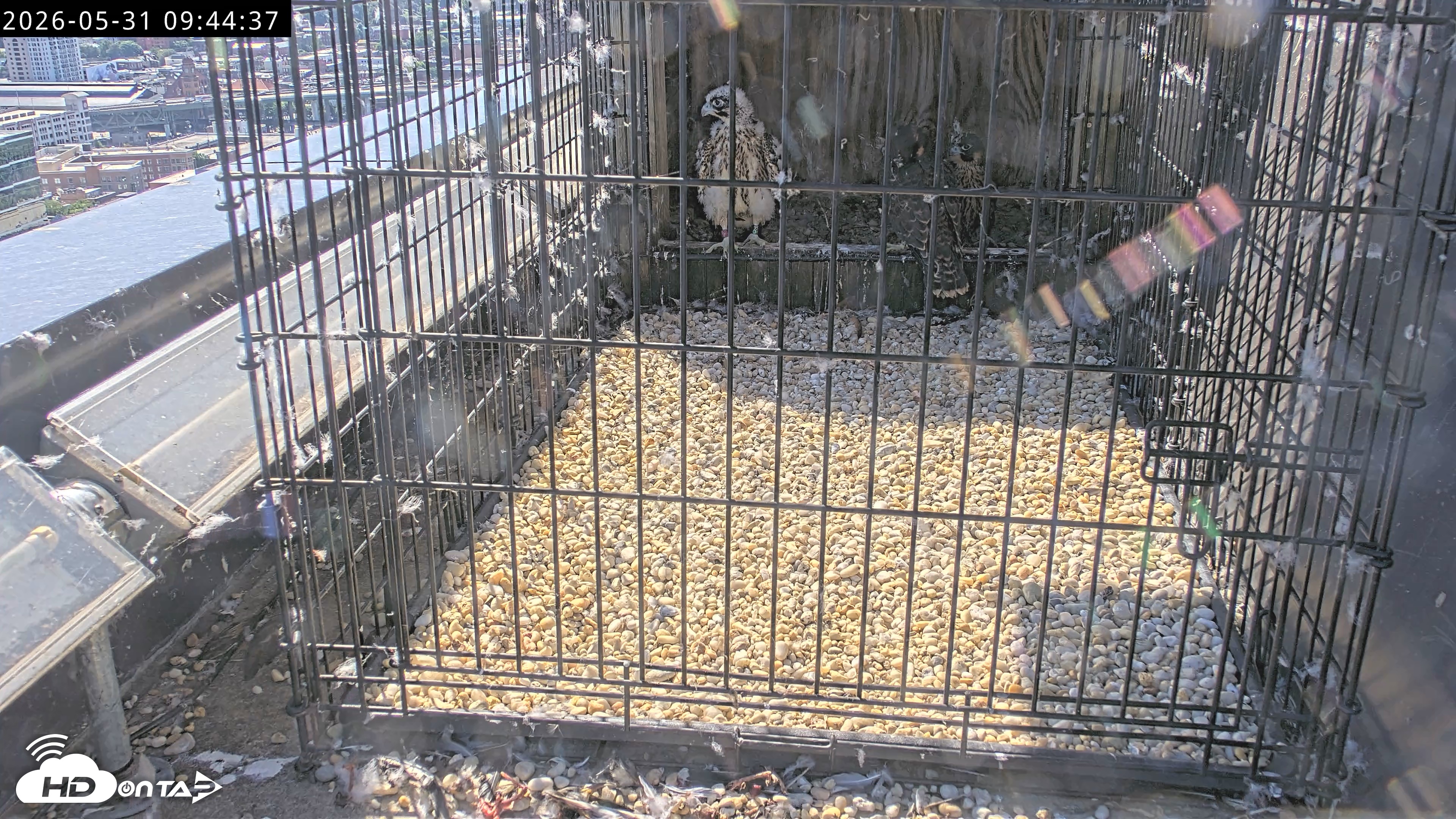 Snapshot of Richmond Virginia Peregrine Falcon Live Cam taken May 31, 2026, 9:47am EDT