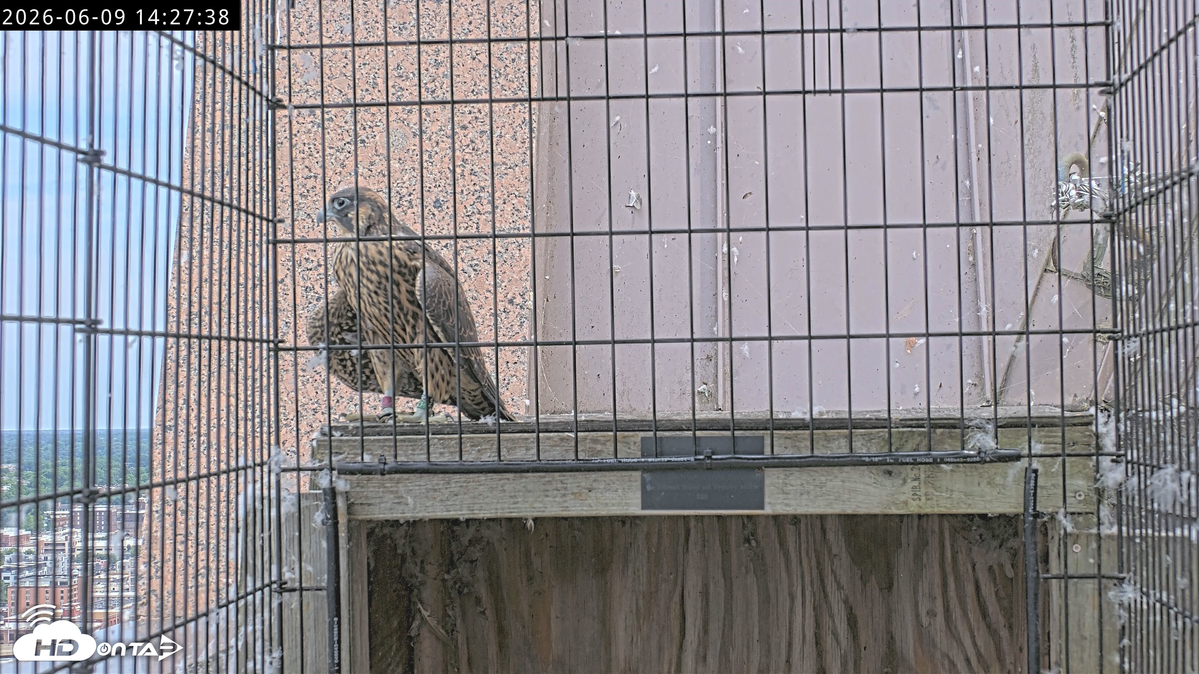Snapshot of Richmond Virginia Peregrine Falcon Live Cam taken Jun 9, 2026, 2:29pm EDT