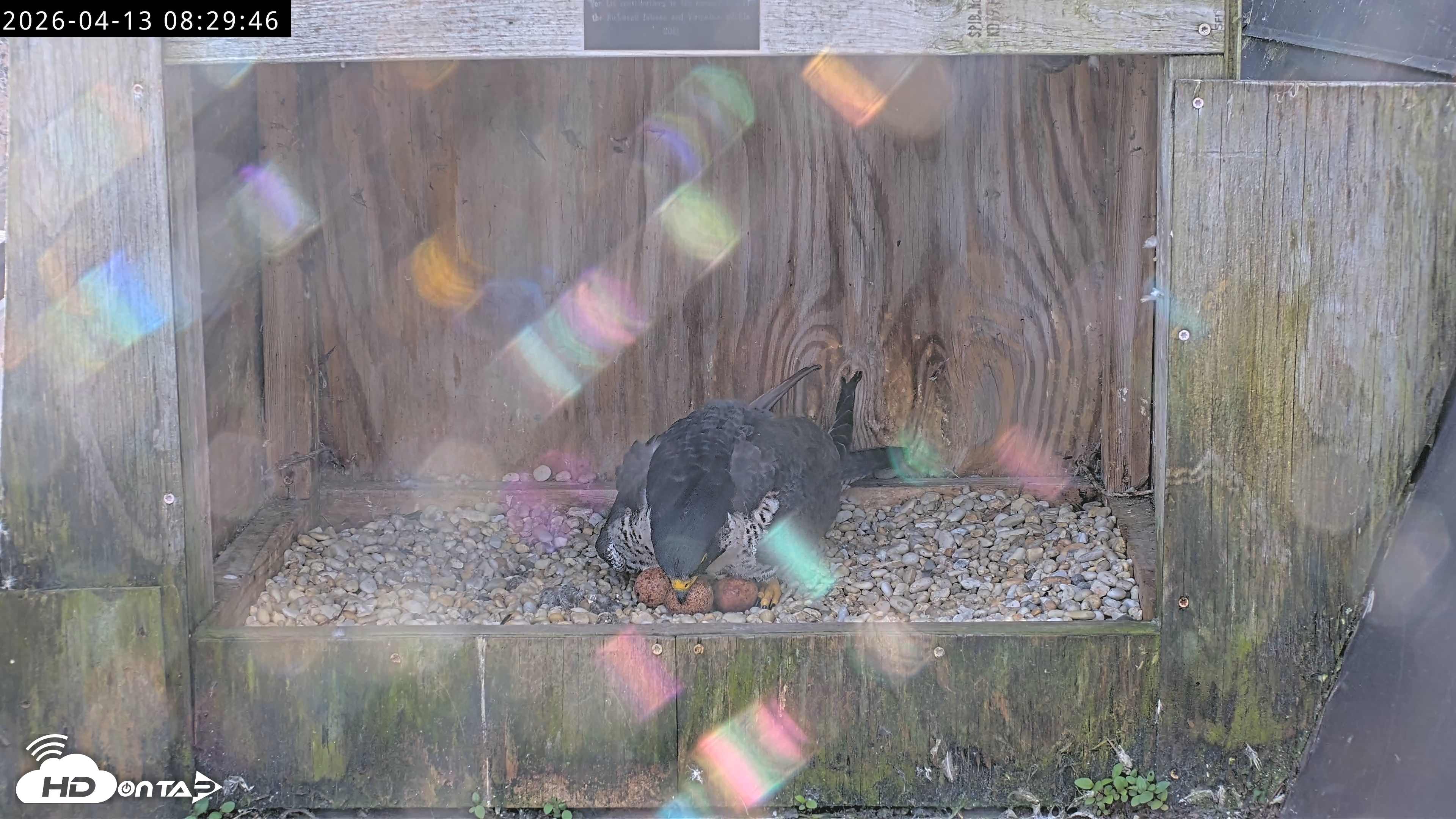 Snapshot of Richmond Virginia Peregrine Falcon Live Cam taken Apr 13, 2026, 8:41am EDT
