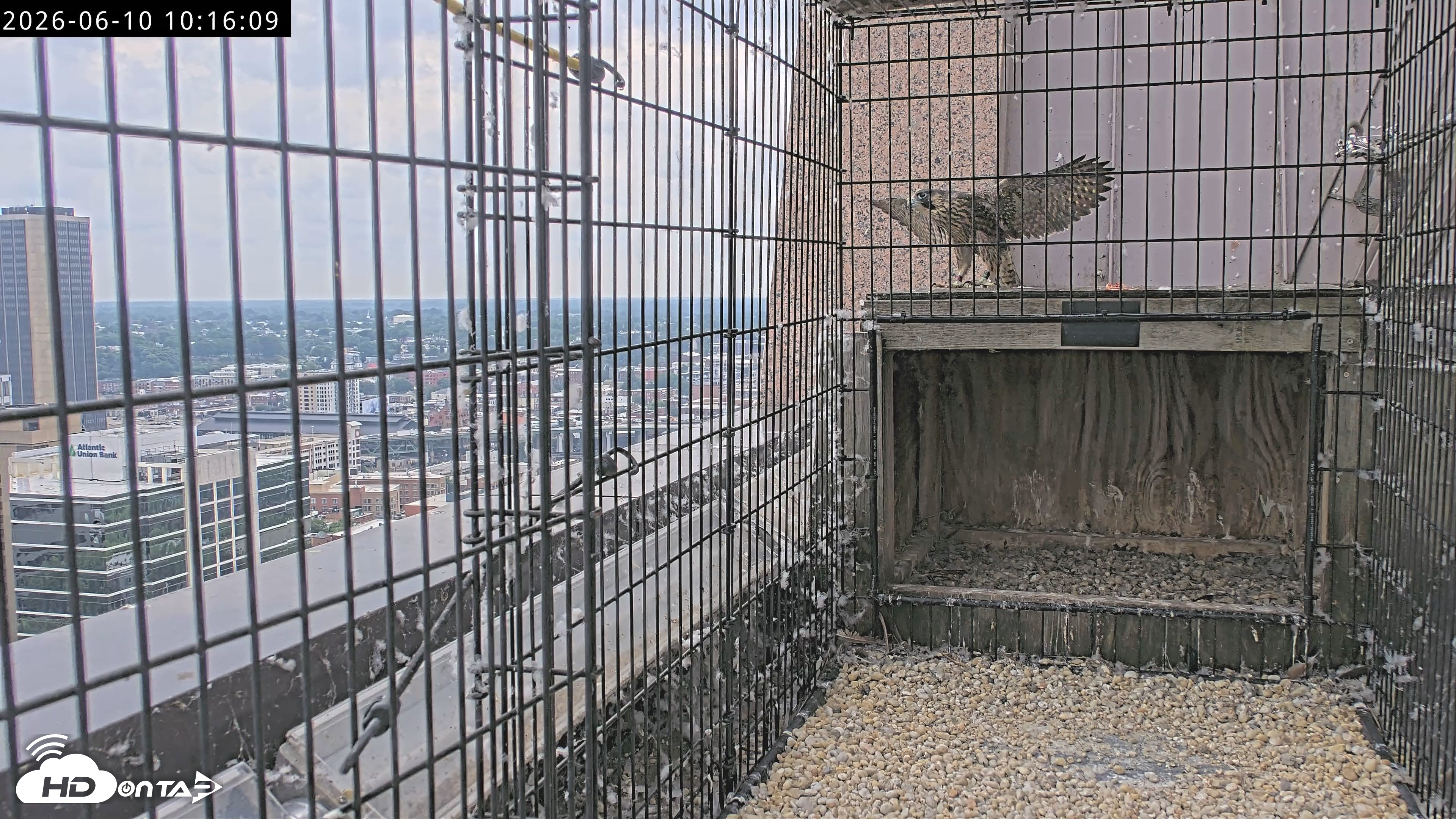 Snapshot of Richmond Virginia Peregrine Falcon Live Cam taken Jun 10, 2026, 10:18am EDT