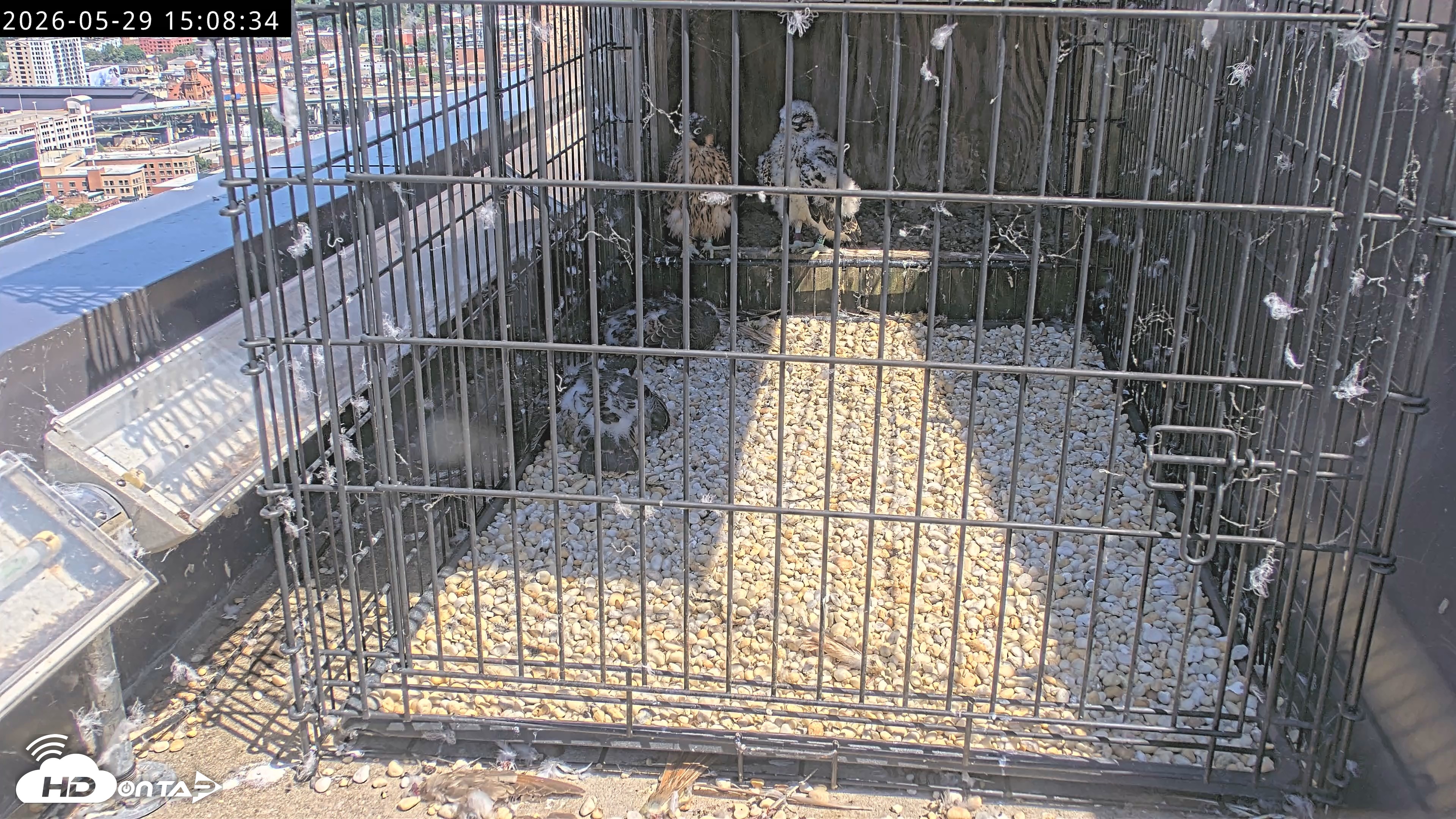Snapshot of Richmond Virginia Peregrine Falcon Live Cam taken May 29, 2026, 3:10pm EDT