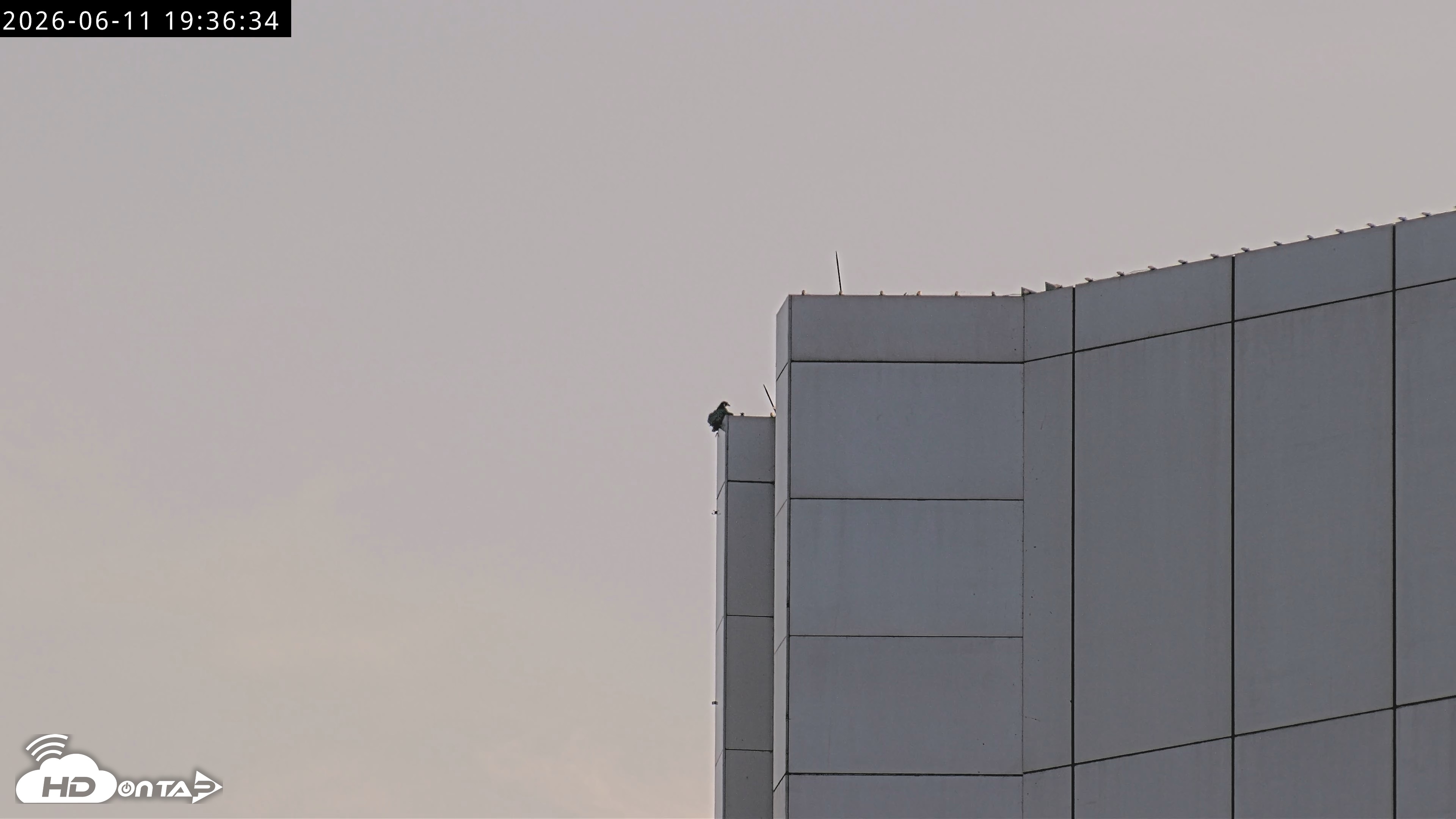 Snapshot of Richmond Virginia Peregrine Falcon Live Cam taken Jun 11, 2026, 7:38pm EDT