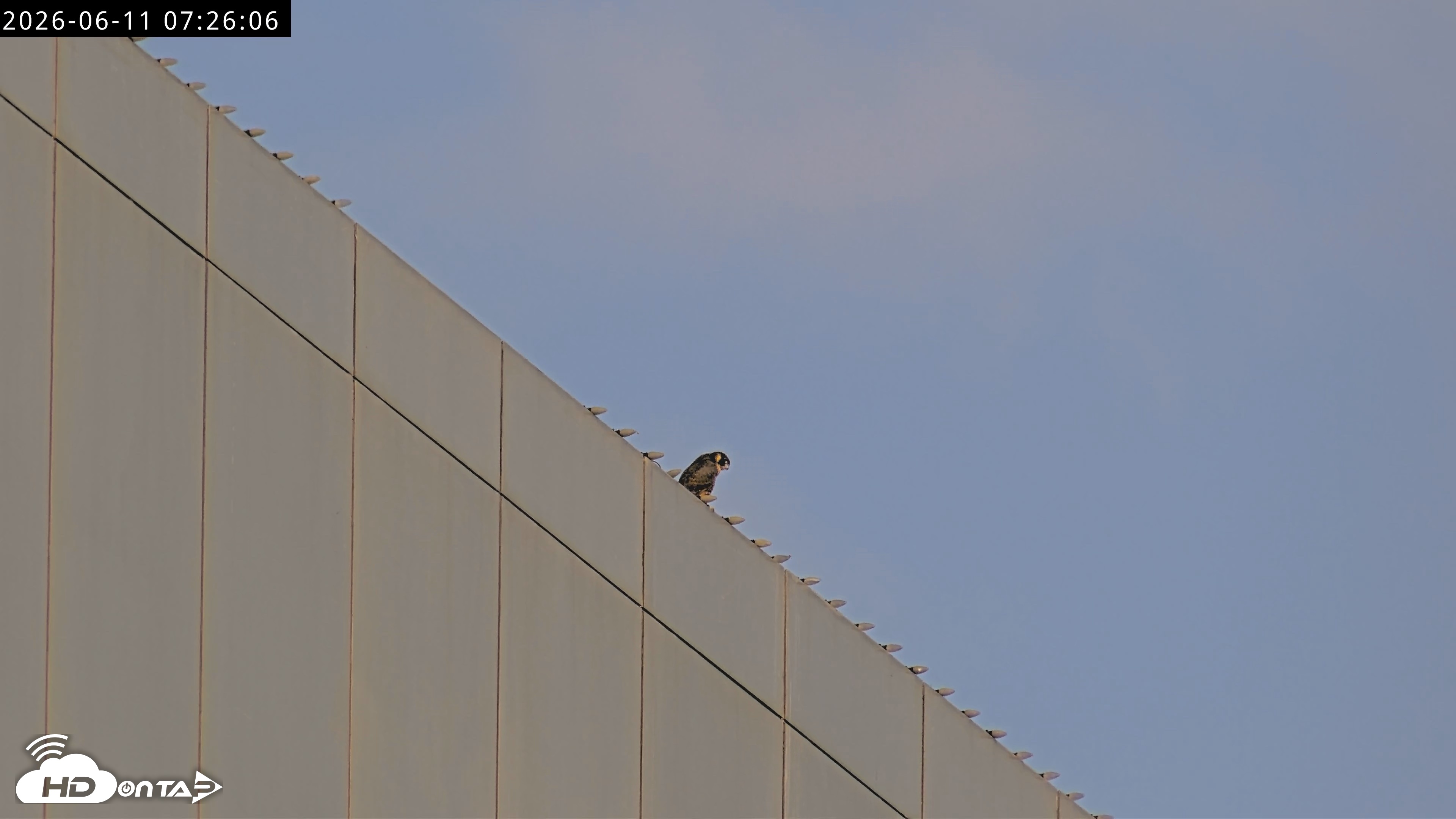 Snapshot of Richmond Virginia Peregrine Falcon Live Cam taken Jun 11, 2026, 7:27am EDT