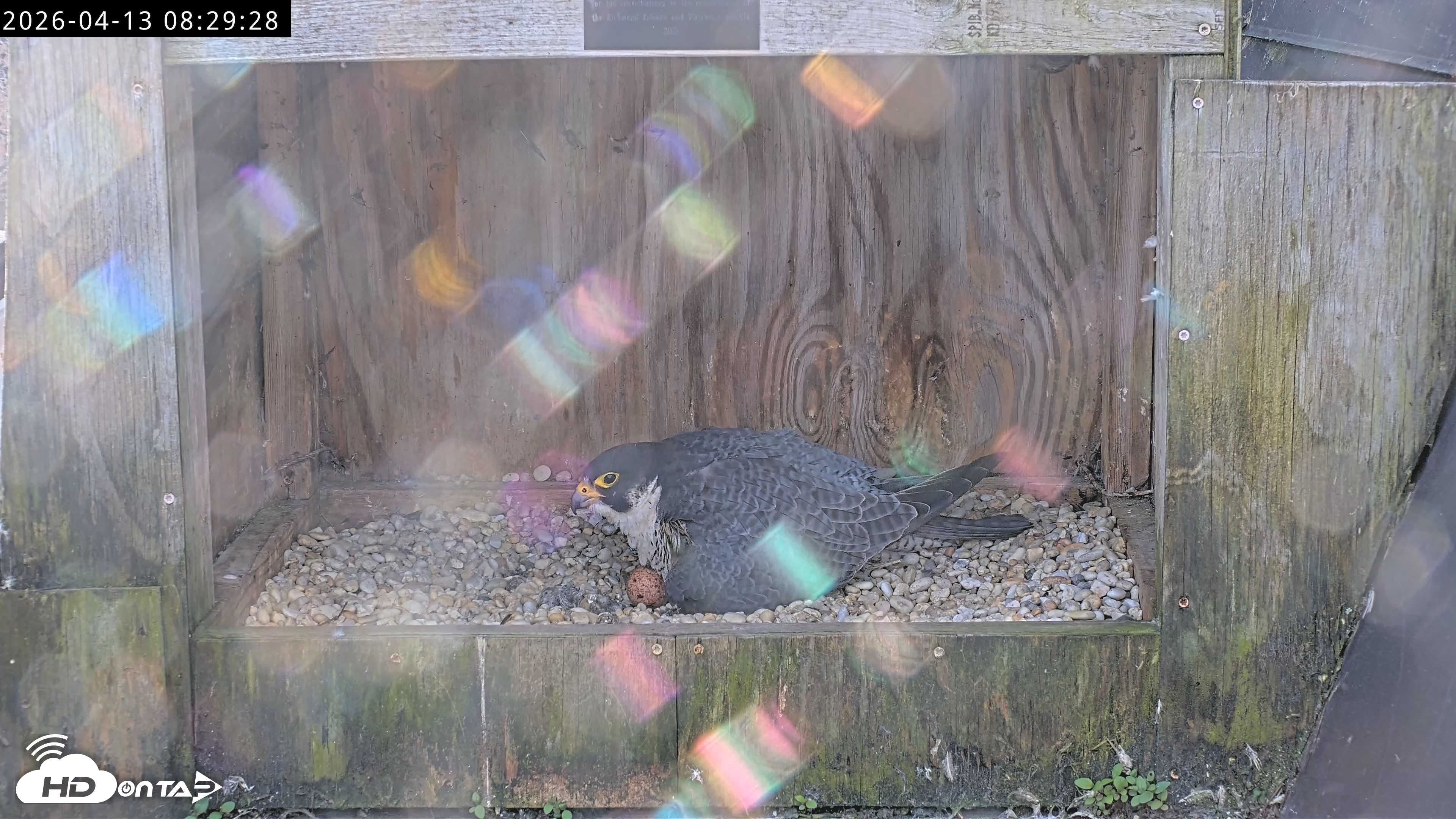 Snapshot of Richmond Virginia Peregrine Falcon Live Cam taken Apr 13, 2026, 8:41am EDT