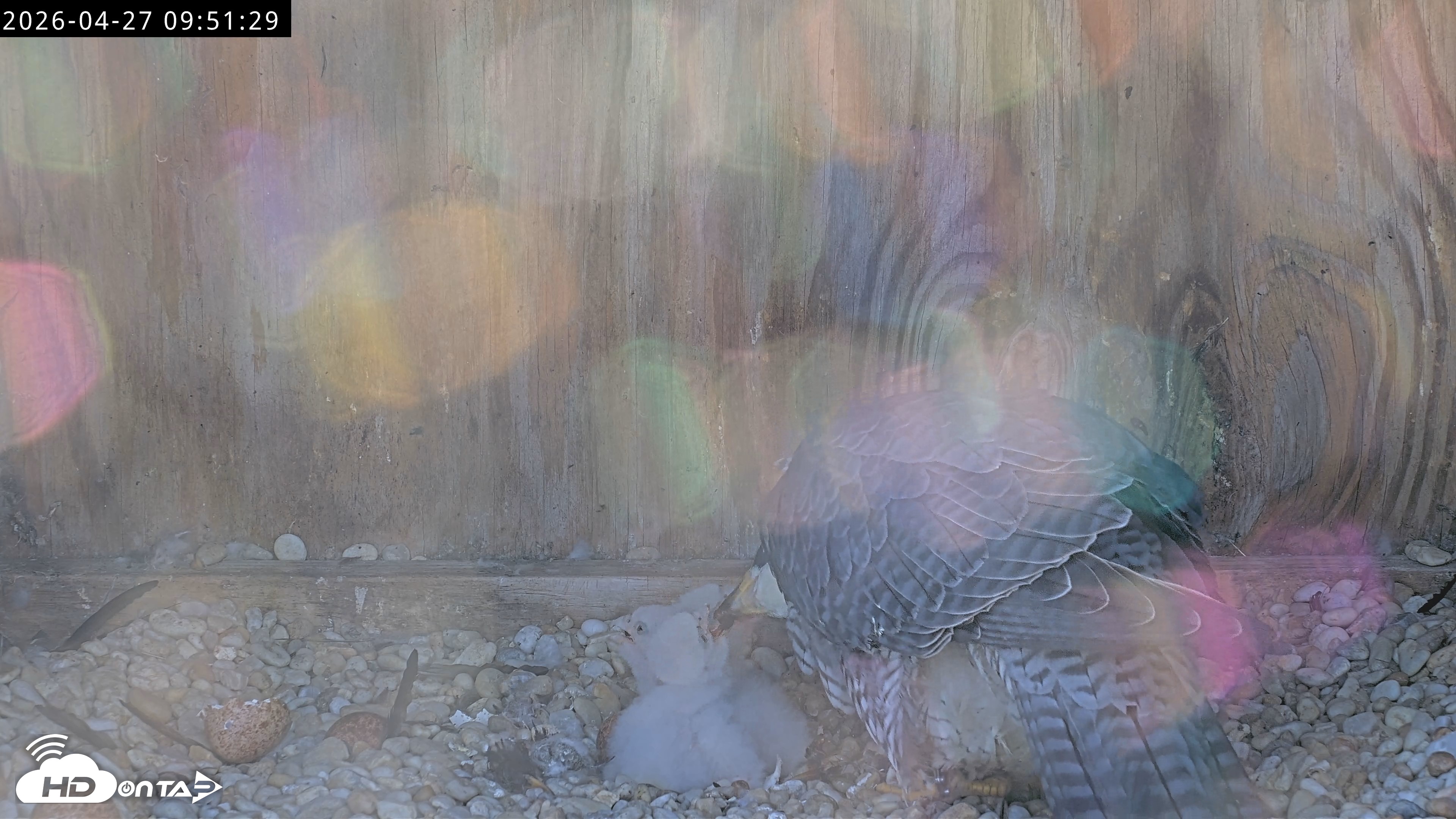 Snapshot of Richmond Virginia Peregrine Falcon Live Cam taken Apr 27, 2026, 10:03am EDT