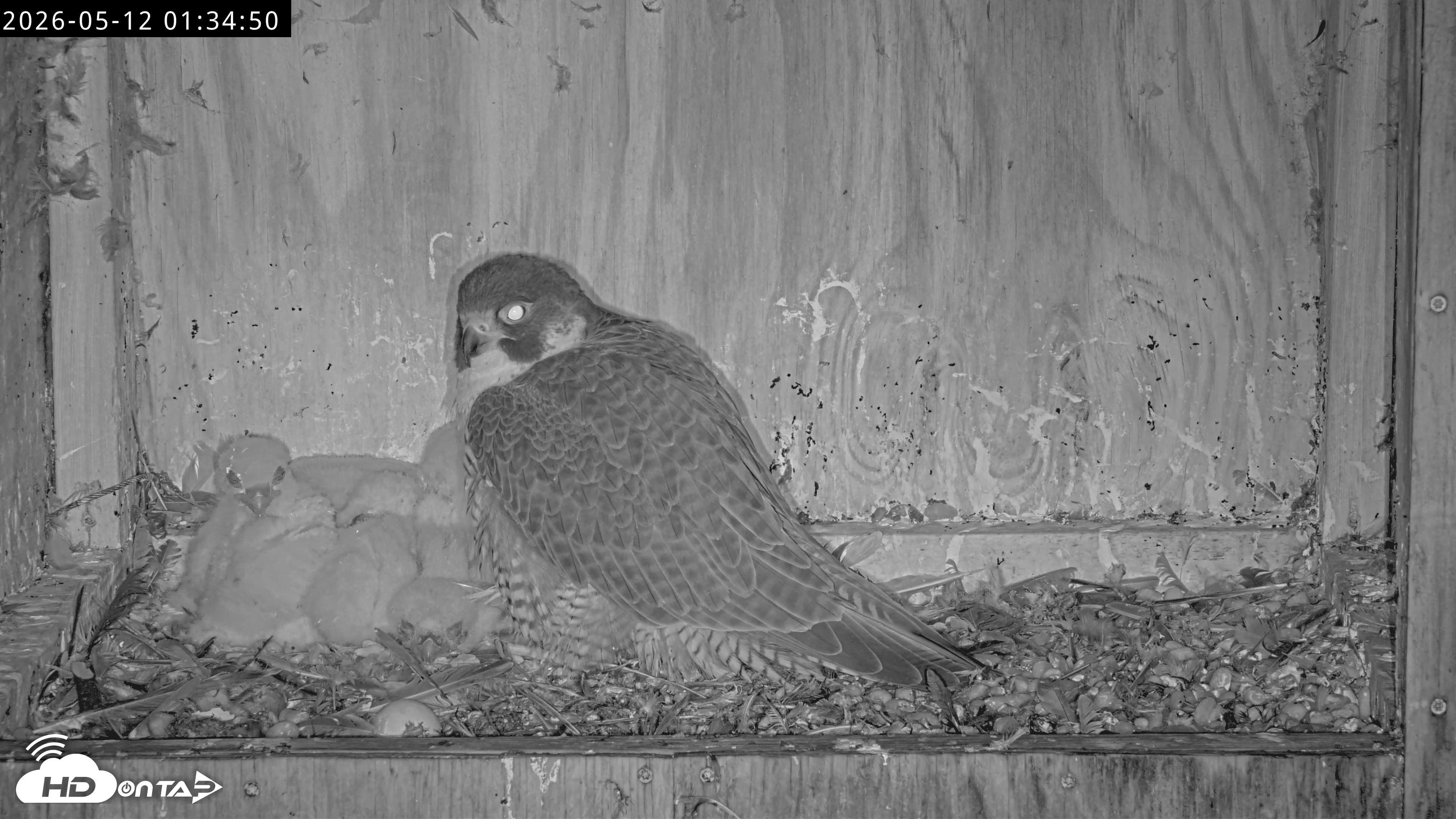 Snapshot of Richmond Virginia Peregrine Falcon Live Cam taken May 12, 2026, 1:35am EDT