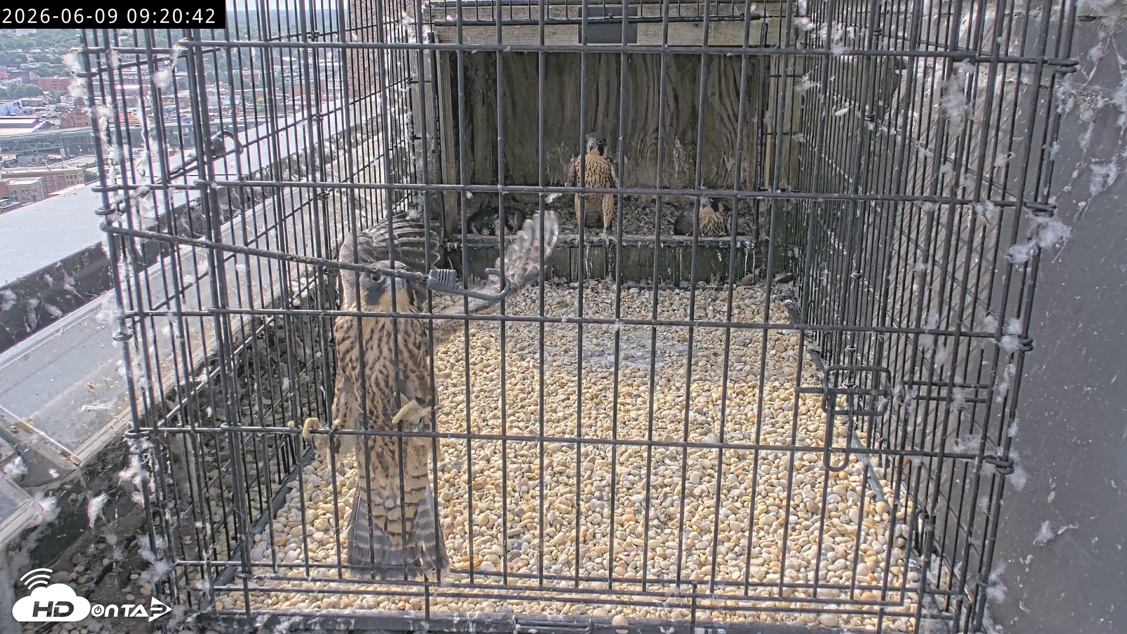 Snapshot of Richmond Virginia Peregrine Falcon Live Cam taken Jun 9, 2026, 9:23am EDT