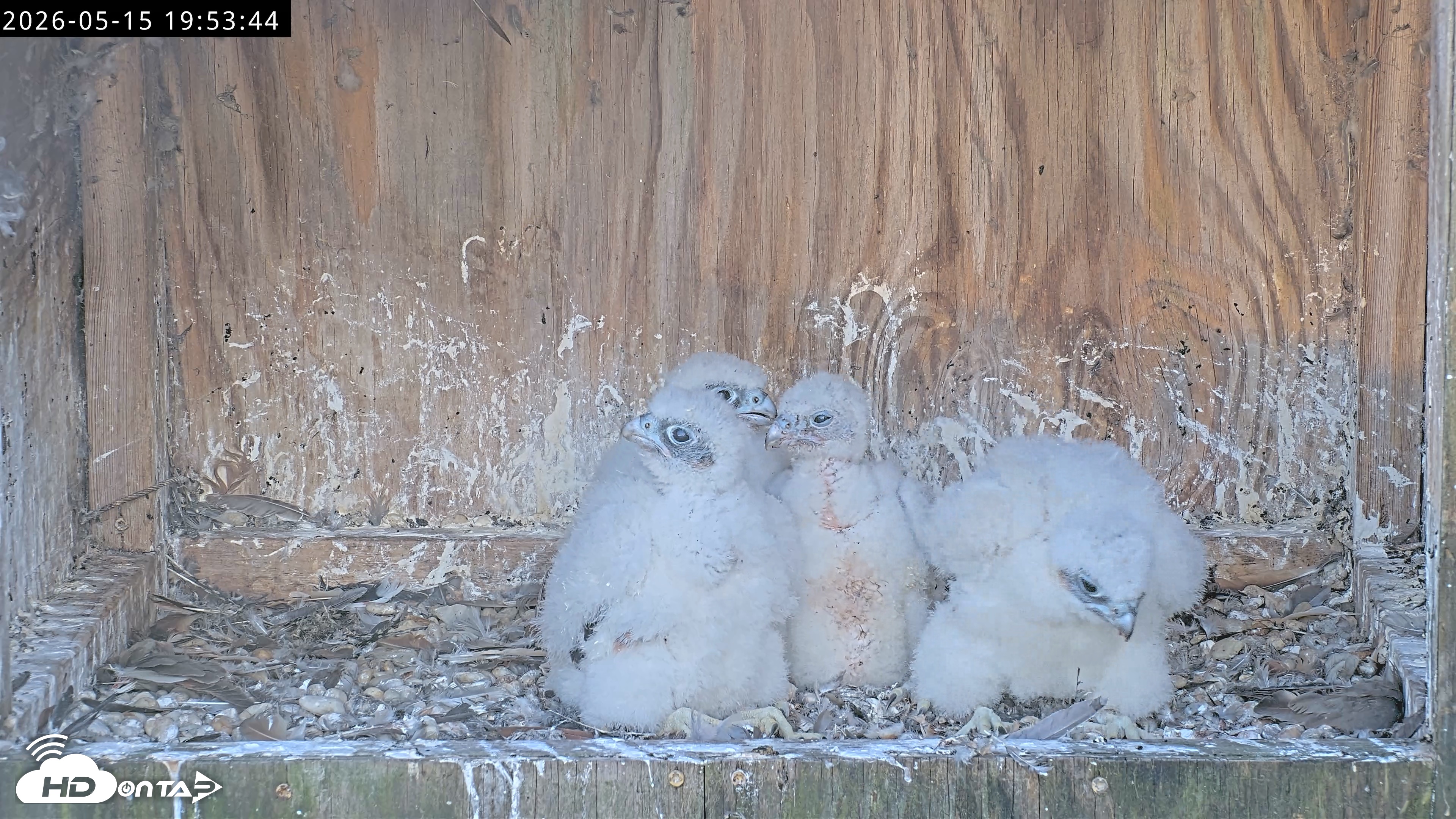 Snapshot of Richmond Virginia Peregrine Falcon Live Cam taken May 15, 2026, 7:54pm EDT