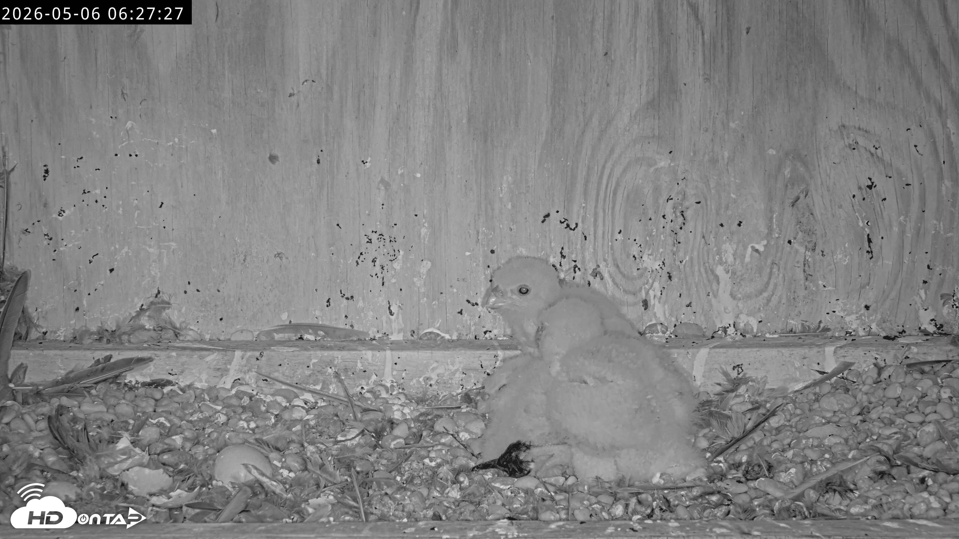 Snapshot of Richmond Virginia Peregrine Falcon Live Cam taken May 6, 2026, 6:28am EDT