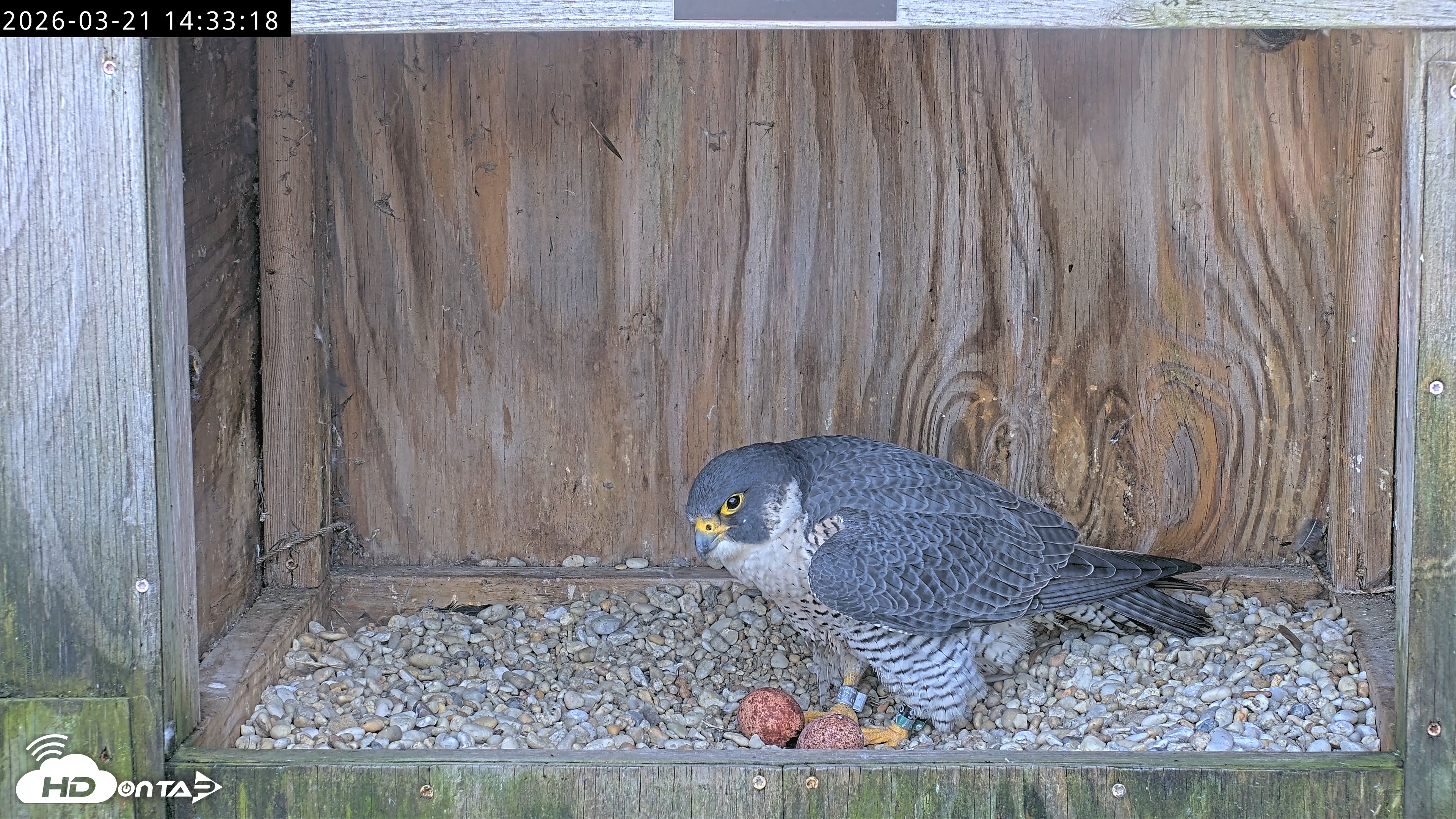 Snapshot of Richmond Virginia Peregrine Falcon Live Cam taken Mar 21, 2026, 2:44pm EDT