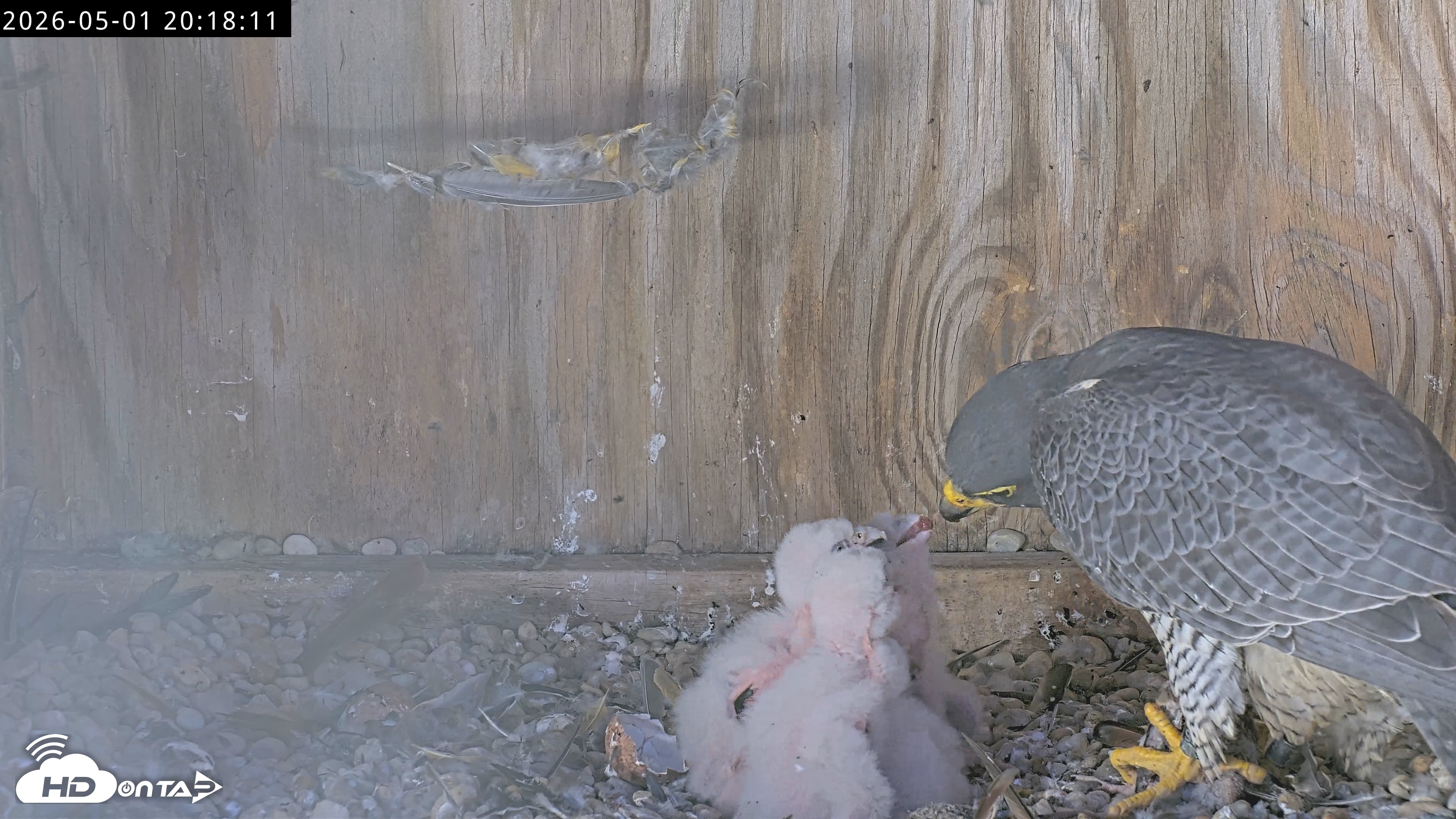 Snapshot of Richmond Virginia Peregrine Falcon Live Cam taken May 1, 2026, 8:19pm EDT