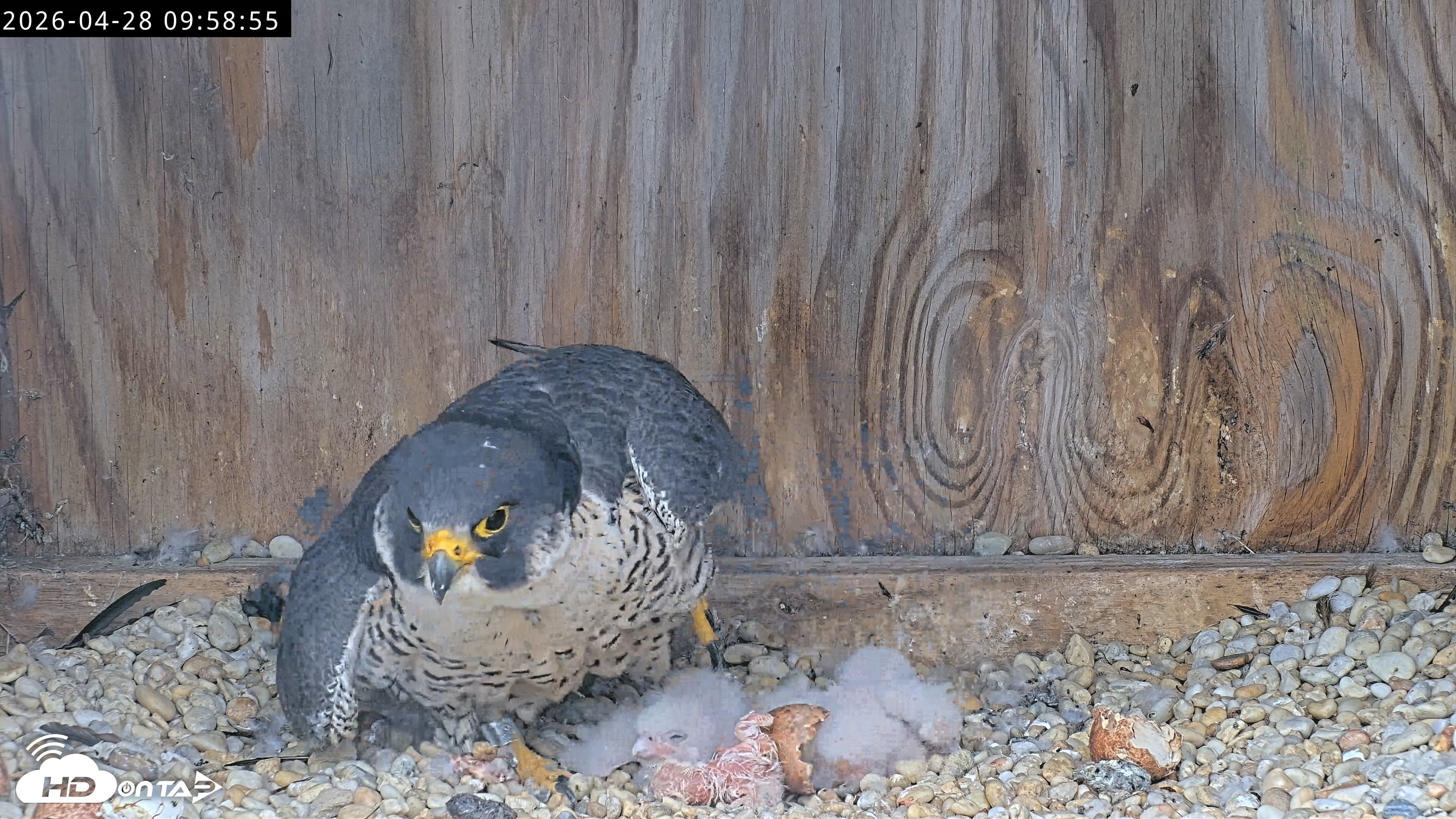 Snapshot of Richmond Virginia Peregrine Falcon Live Cam taken Apr 28, 2026, 10:10am EDT