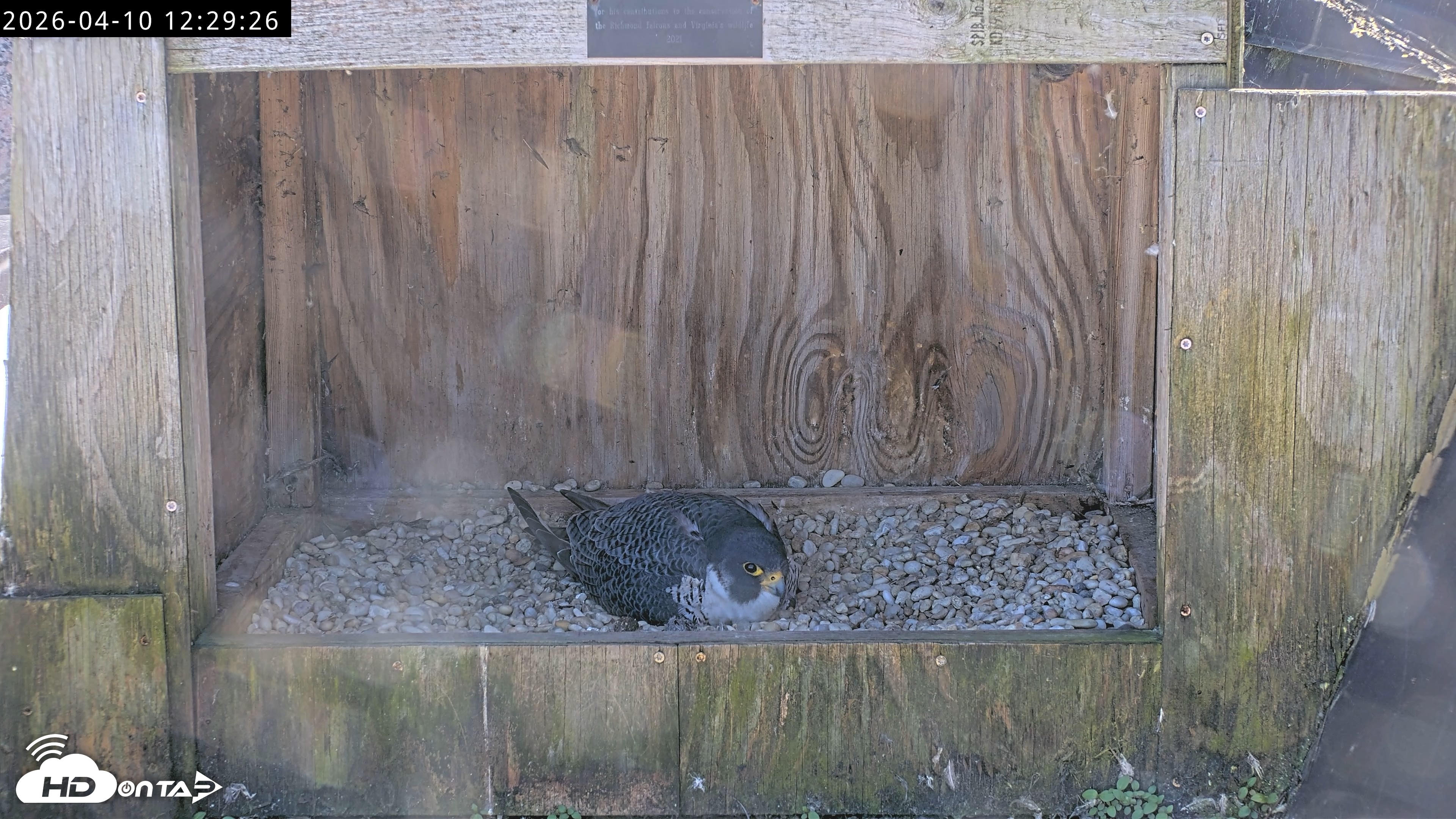 Snapshot of Richmond Virginia Peregrine Falcon Live Cam taken Apr 10, 2026, 12:41pm EDT