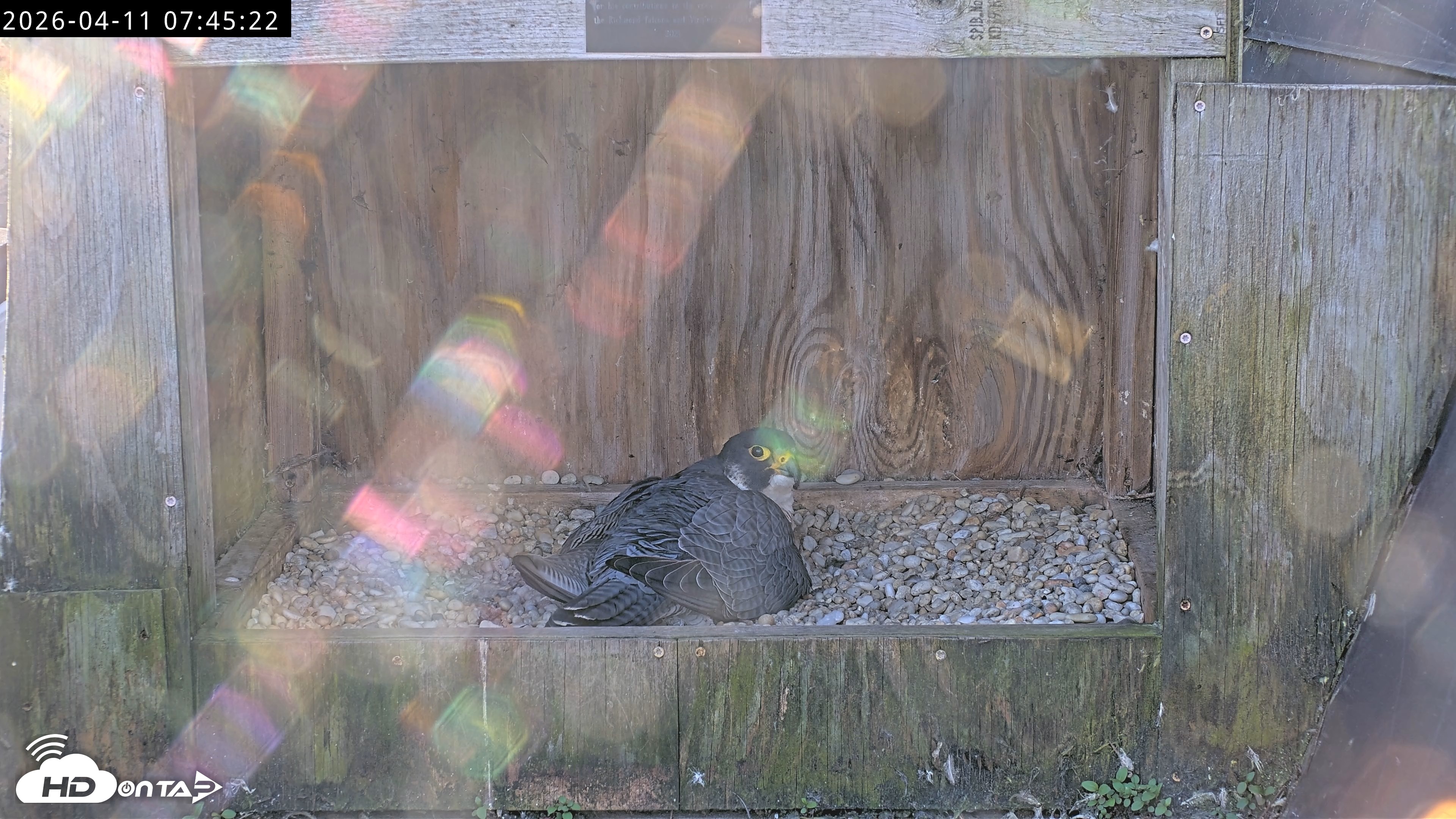 Snapshot of Richmond Virginia Peregrine Falcon Live Cam taken Apr 11, 2026, 7:57am EDT