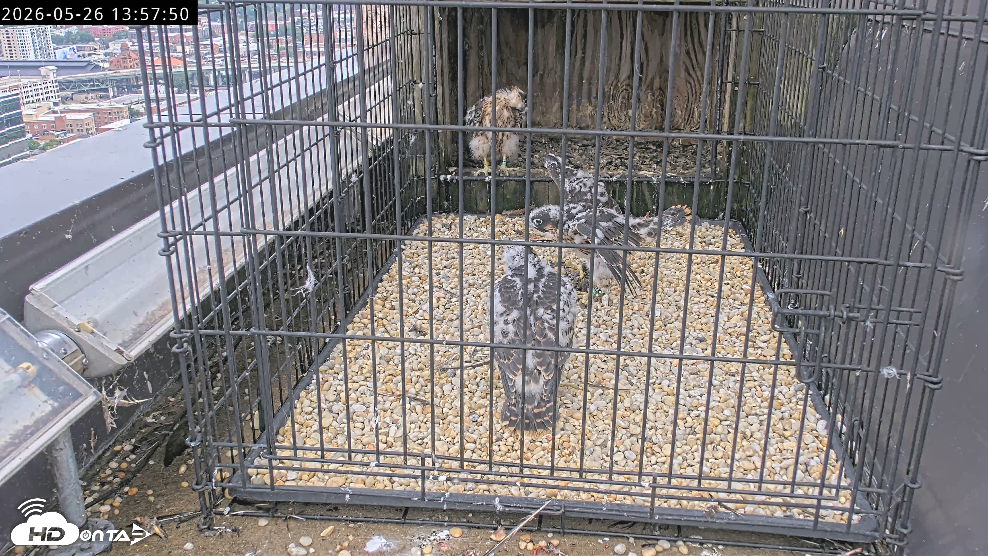 Snapshot of Richmond Virginia Peregrine Falcon Live Cam taken May 26, 2026, 1:59pm EDT
