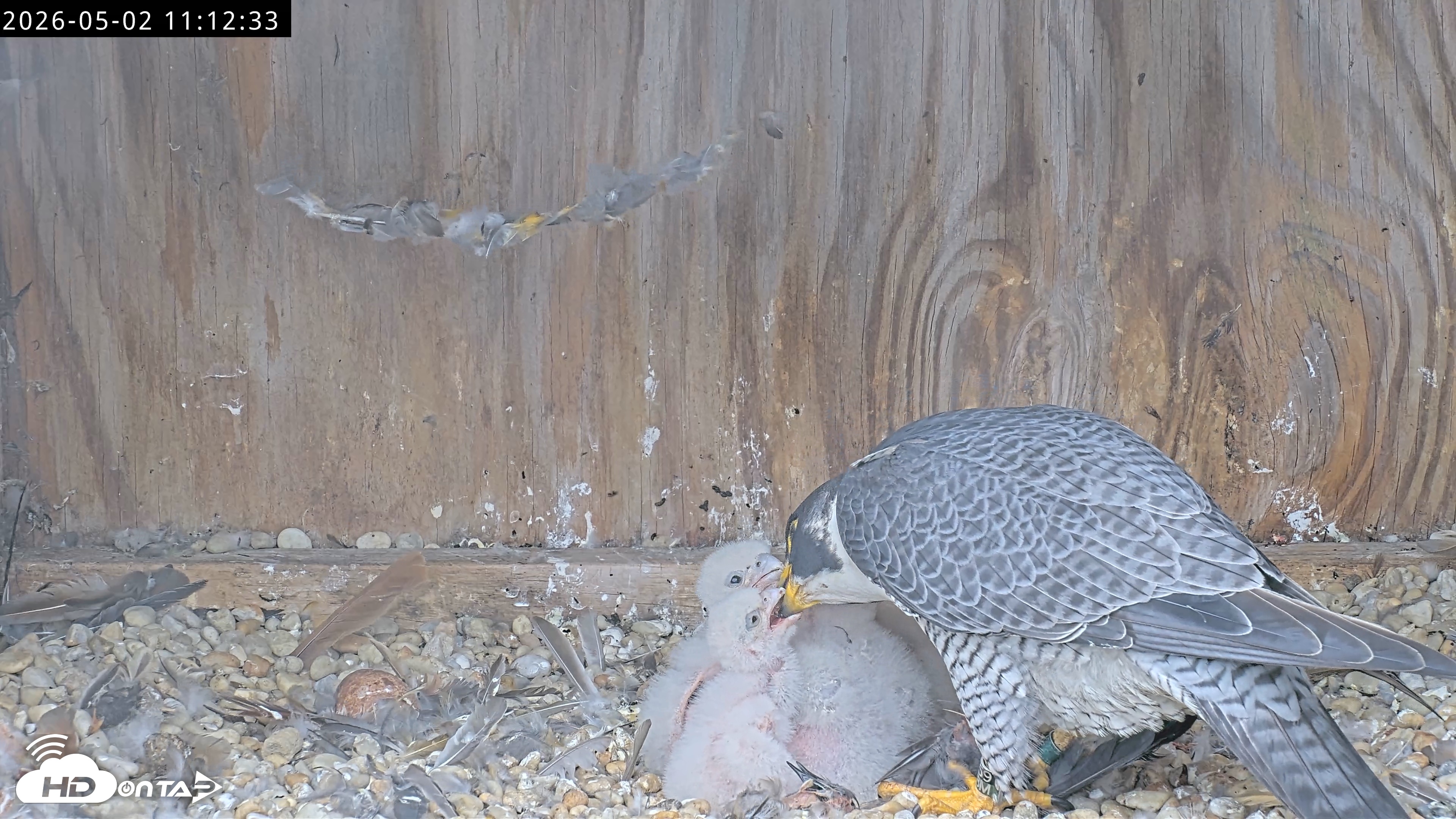Snapshot of Richmond Virginia Peregrine Falcon Live Cam taken May 2, 2026, 11:13am EDT